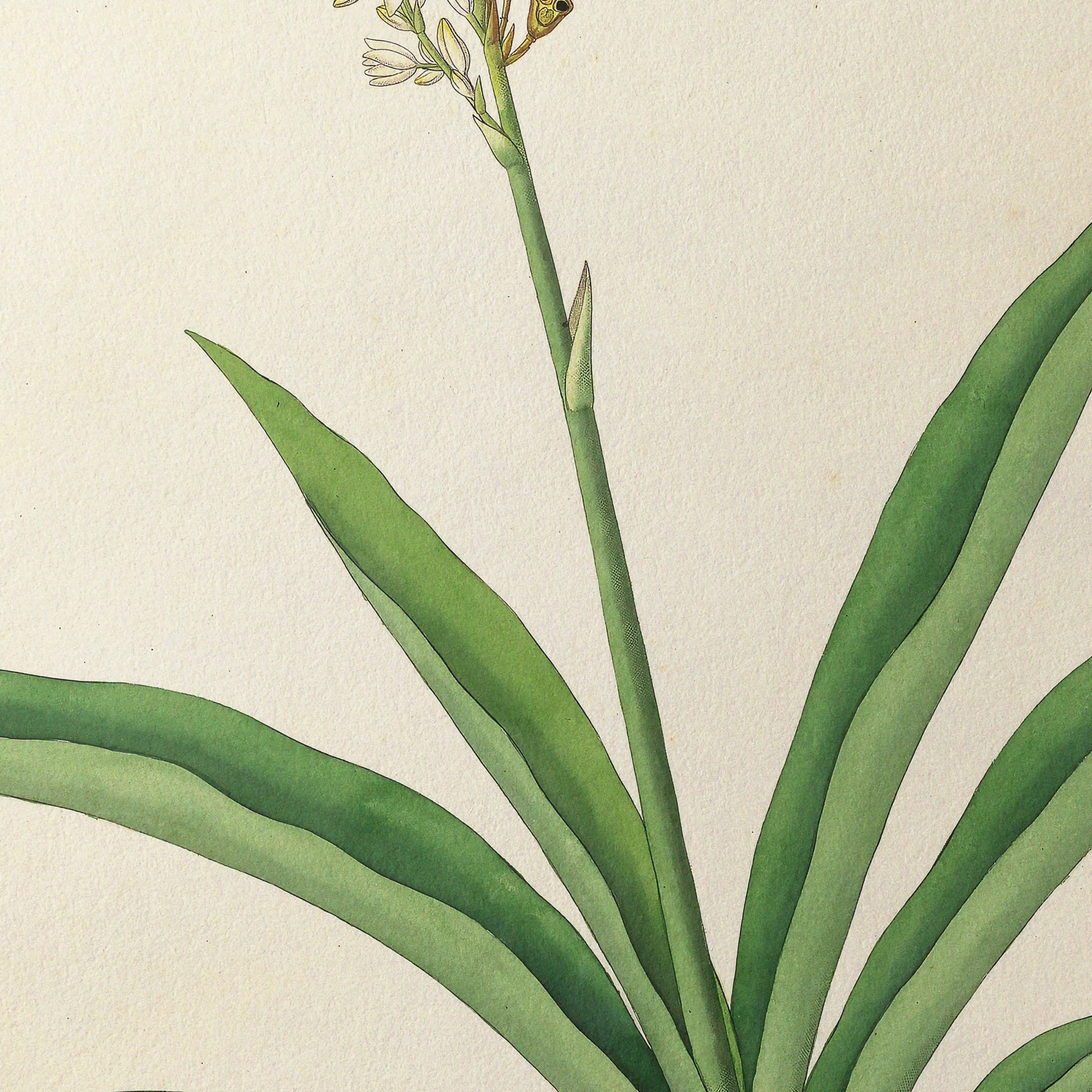 Plant Studies: Plate No. 17