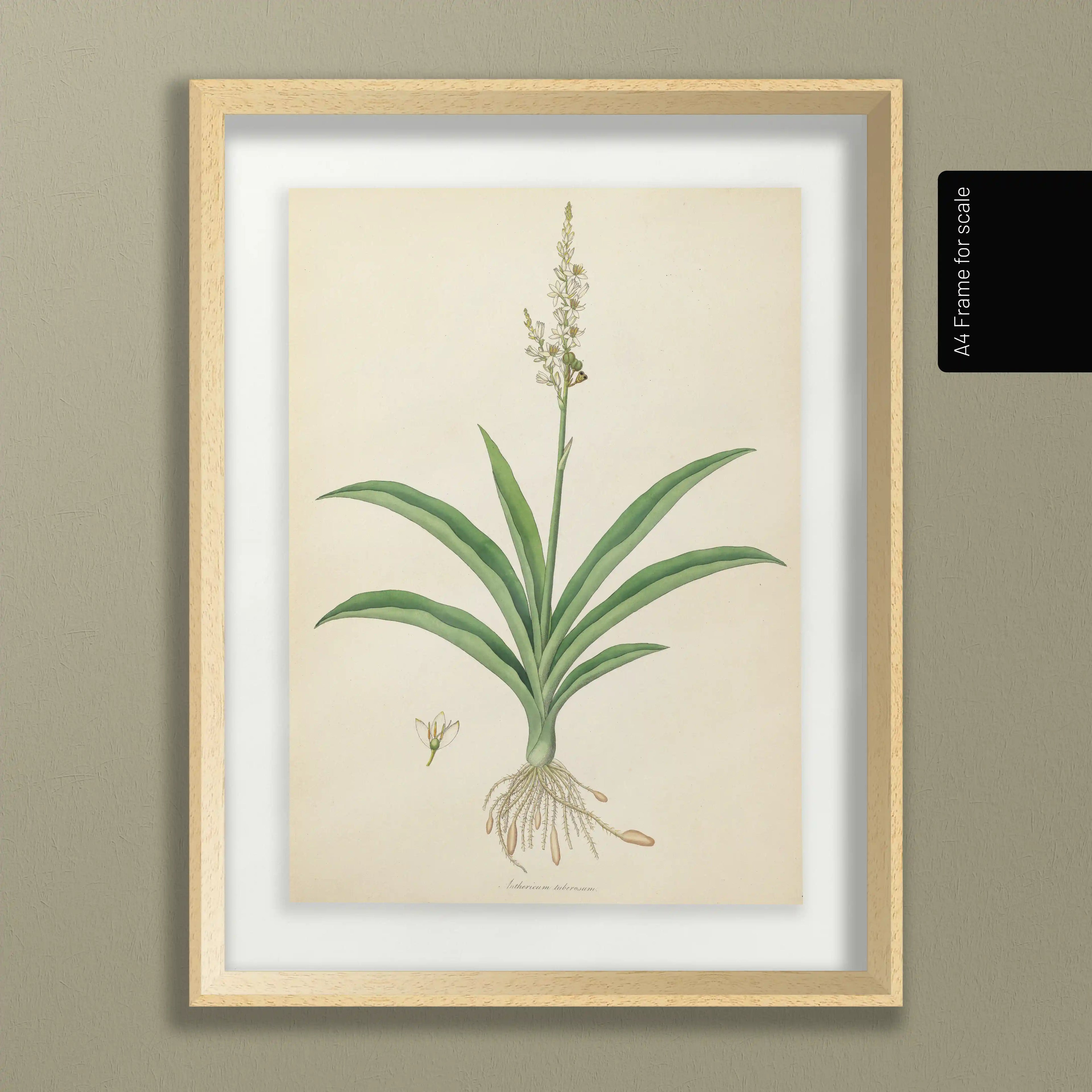 Plant Studies: Plate No. 17