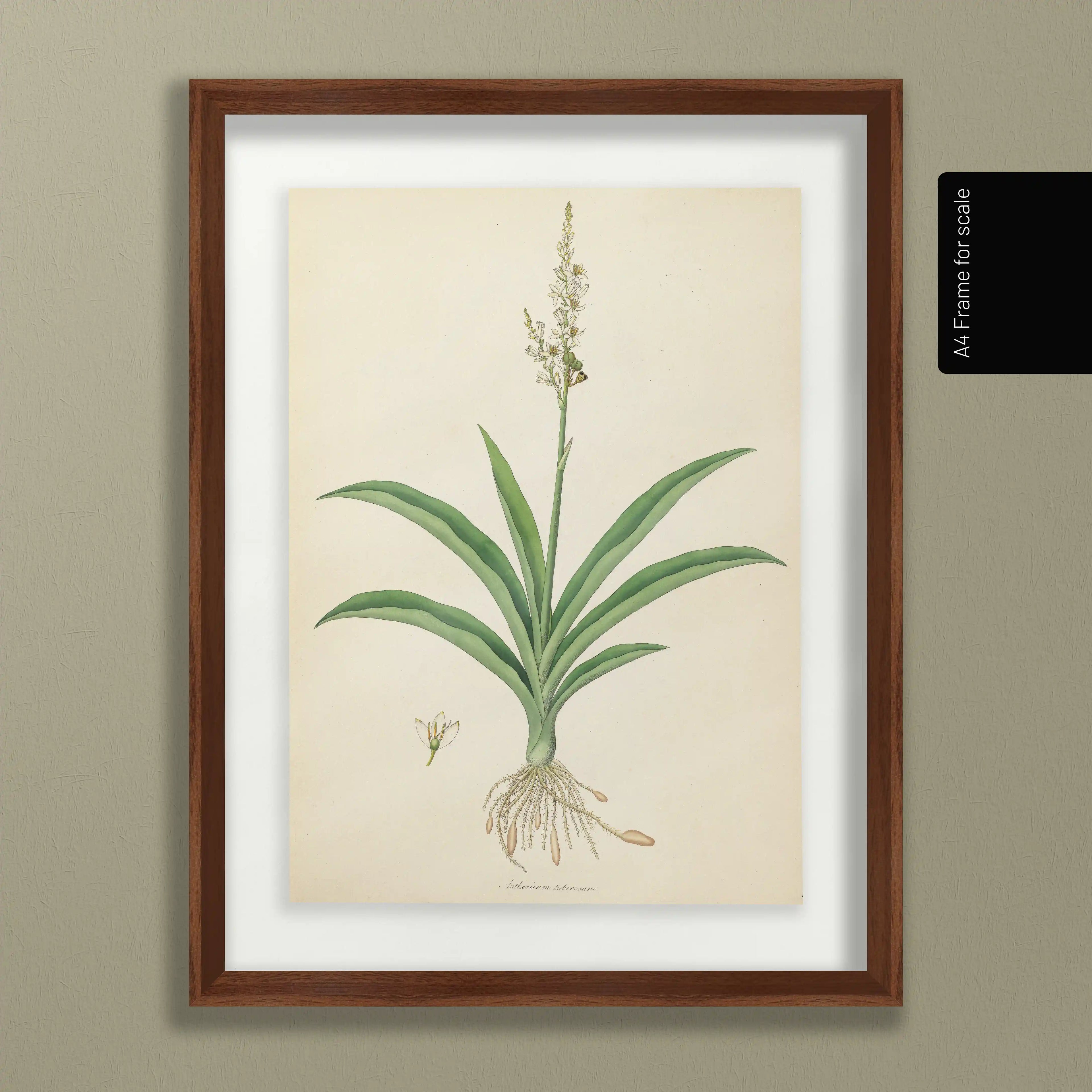 Plant Studies: Plate No. 17
