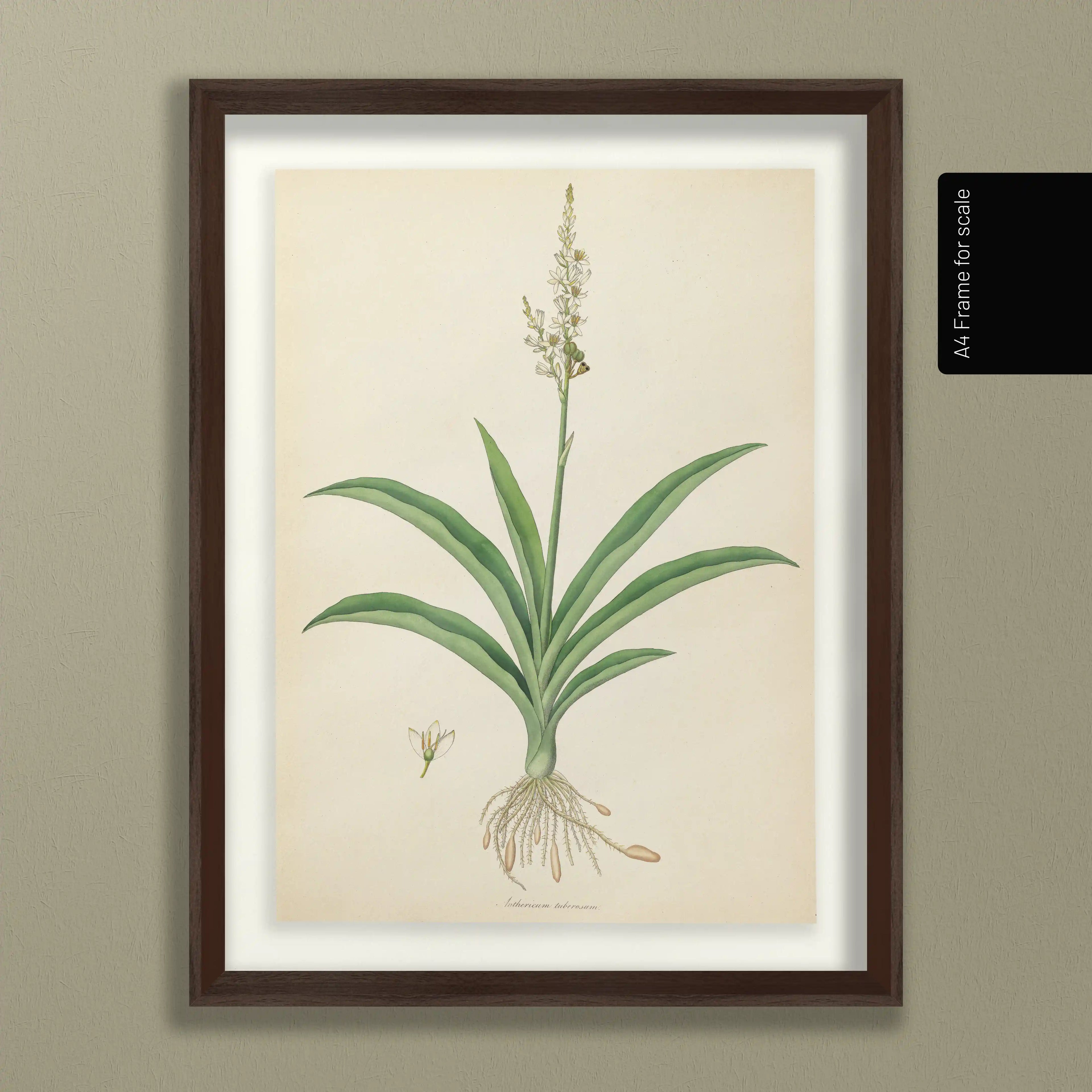 Plant Studies: Plate No. 17
