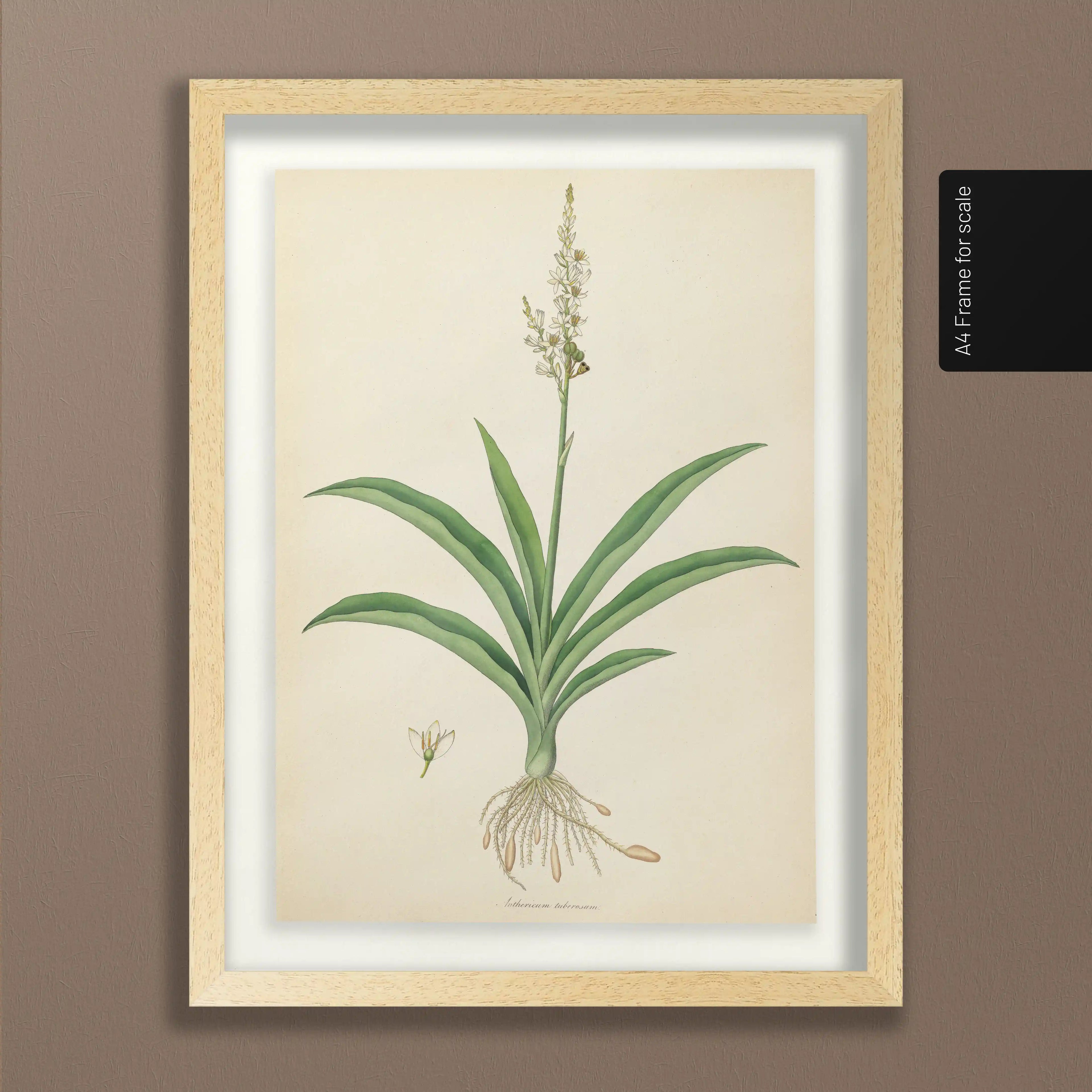 Plant Studies: Plate No. 17