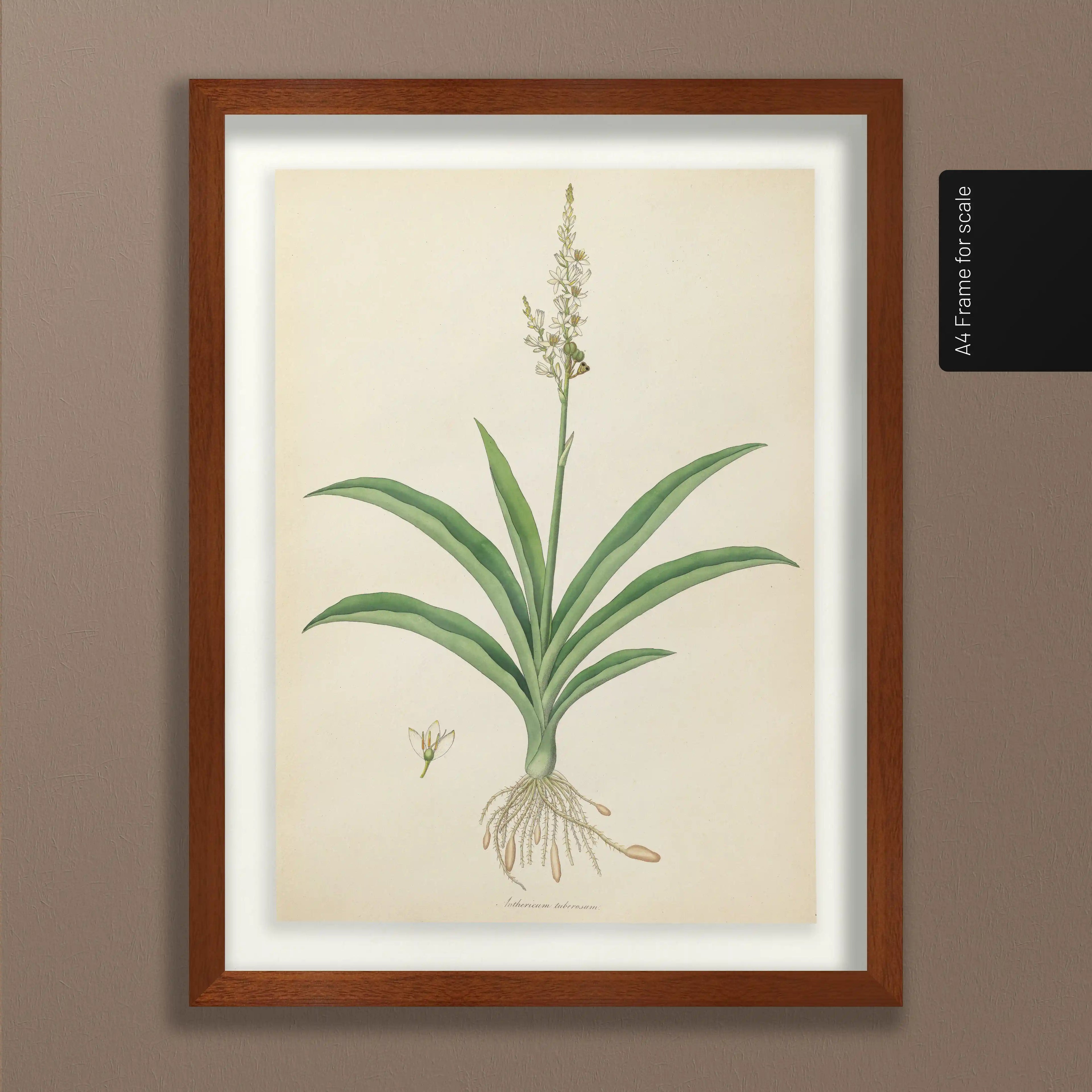 Plant Studies: Plate No. 17