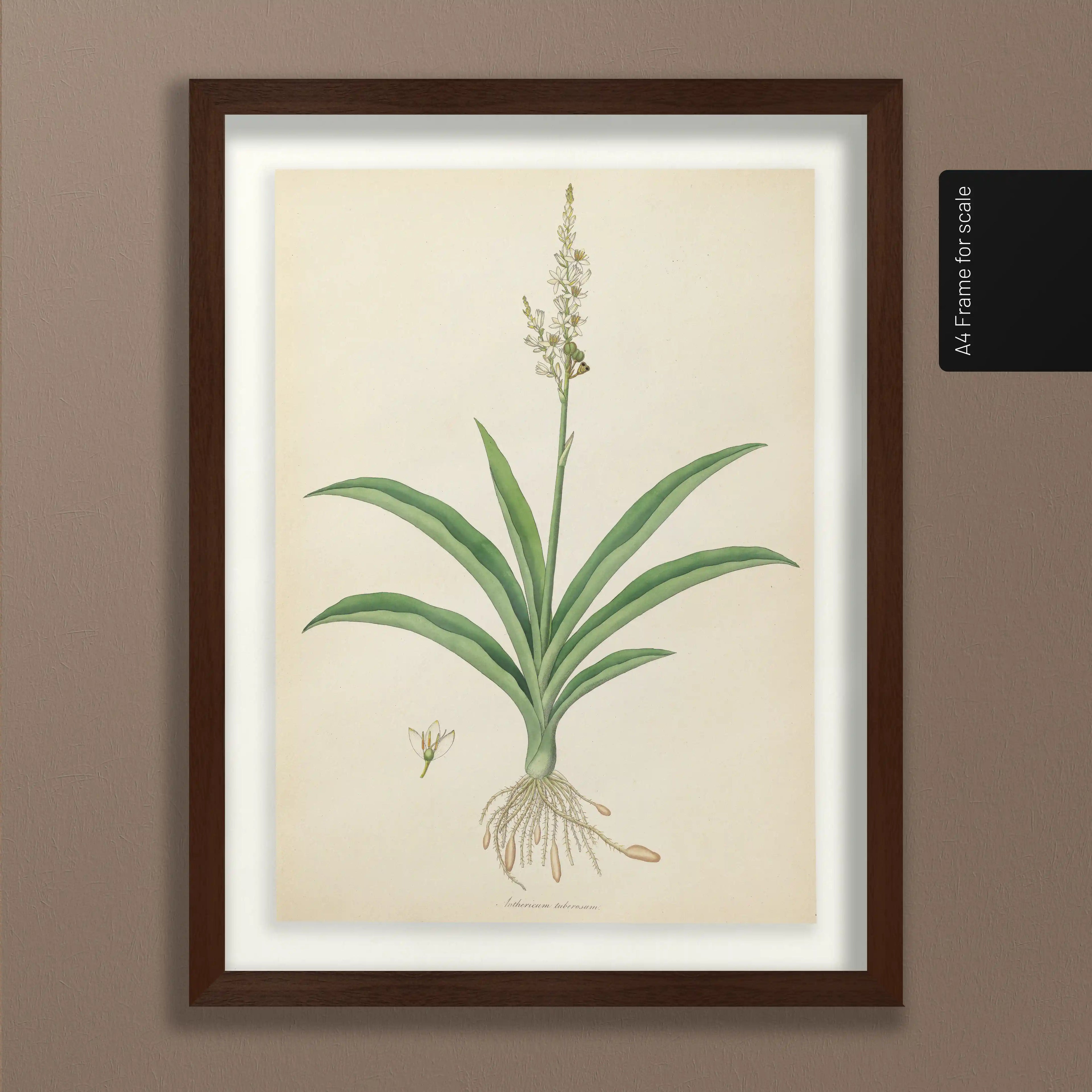 Plant Studies: Plate No. 17