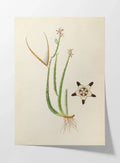 Plant Studies: Plate No. 18