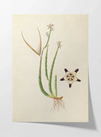 Plant Studies: Plate No. 18