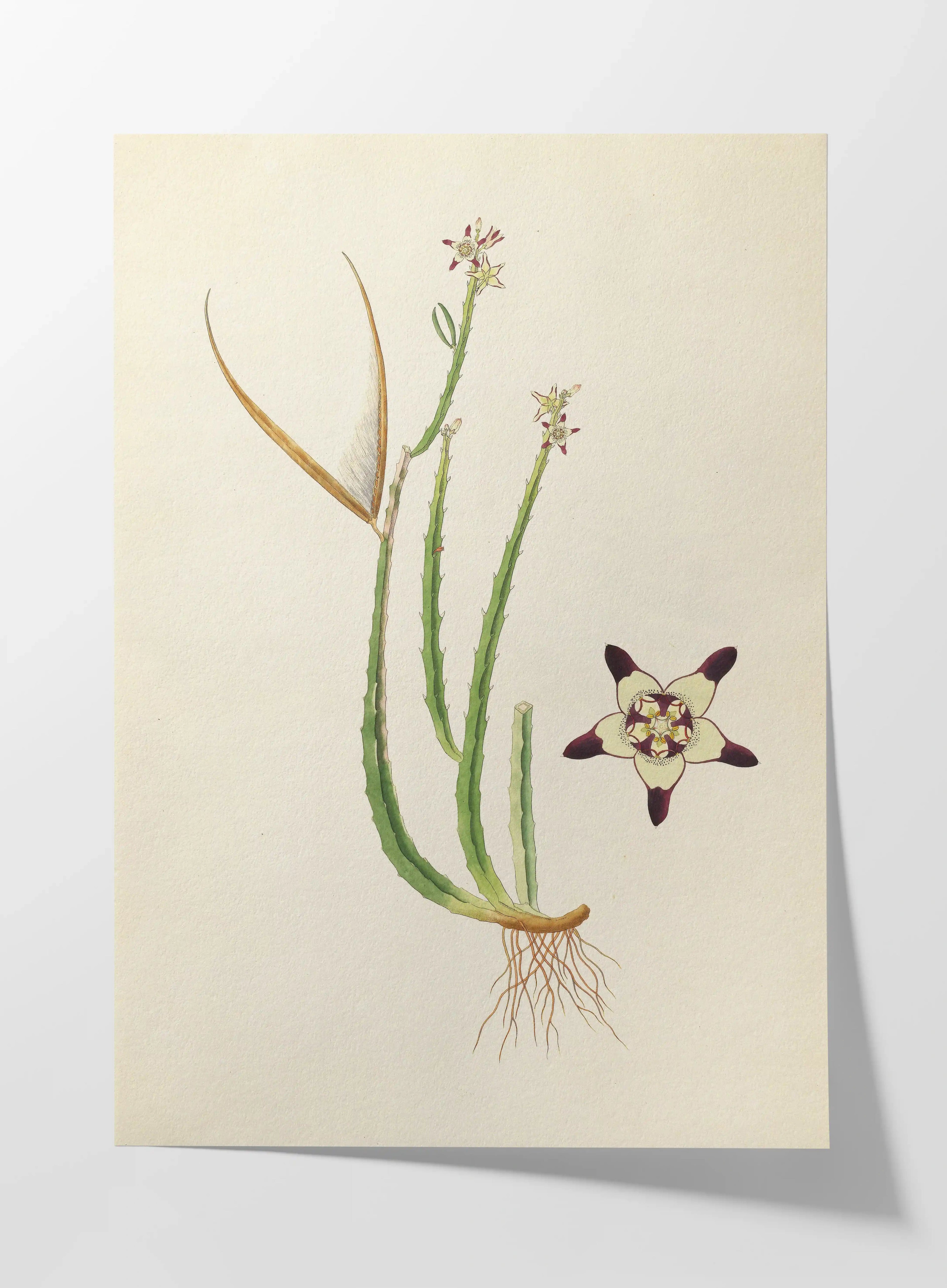 Plant Studies: Plate No. 18