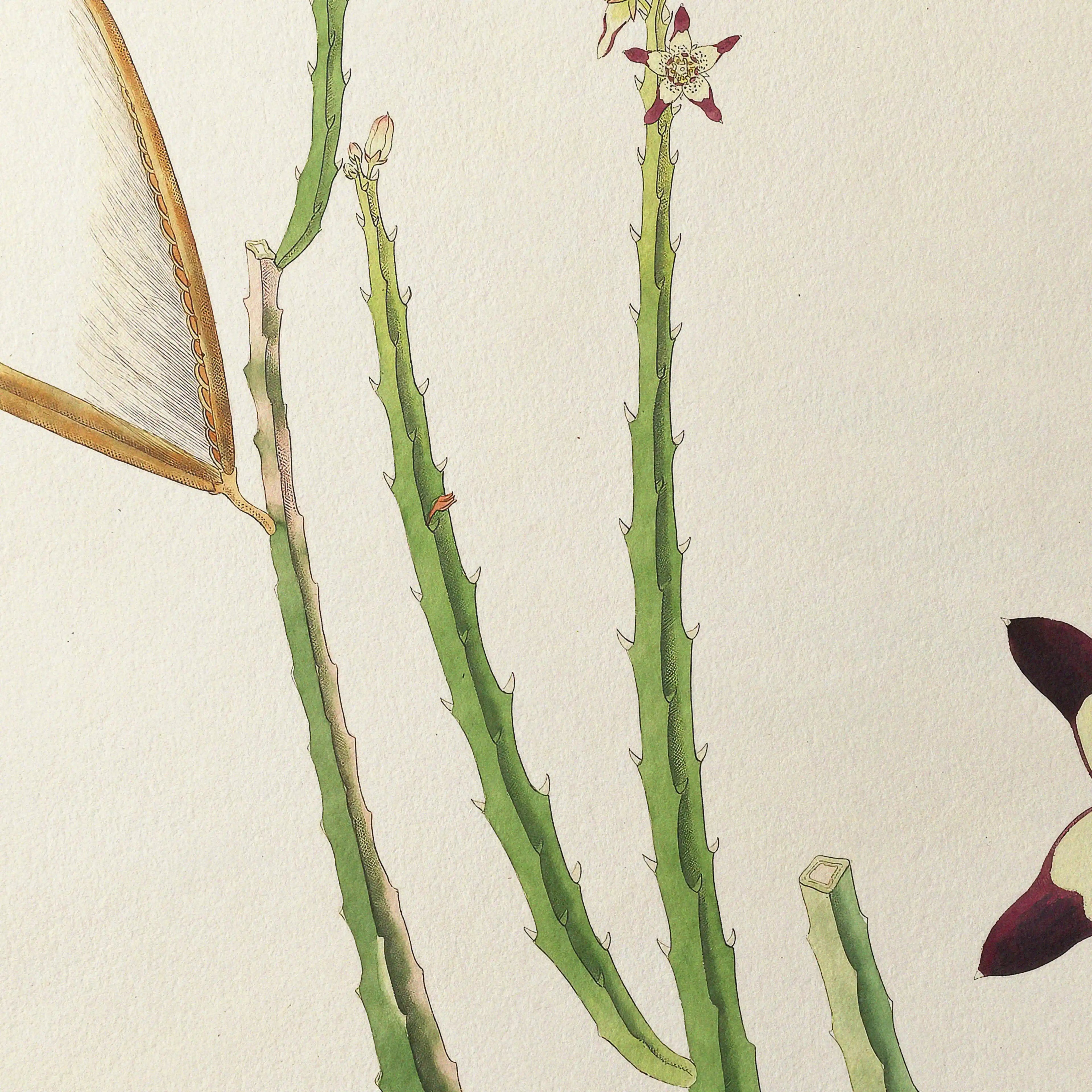 Plant Studies: Plate No. 18