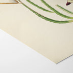 Plant Studies: Plate No. 18
