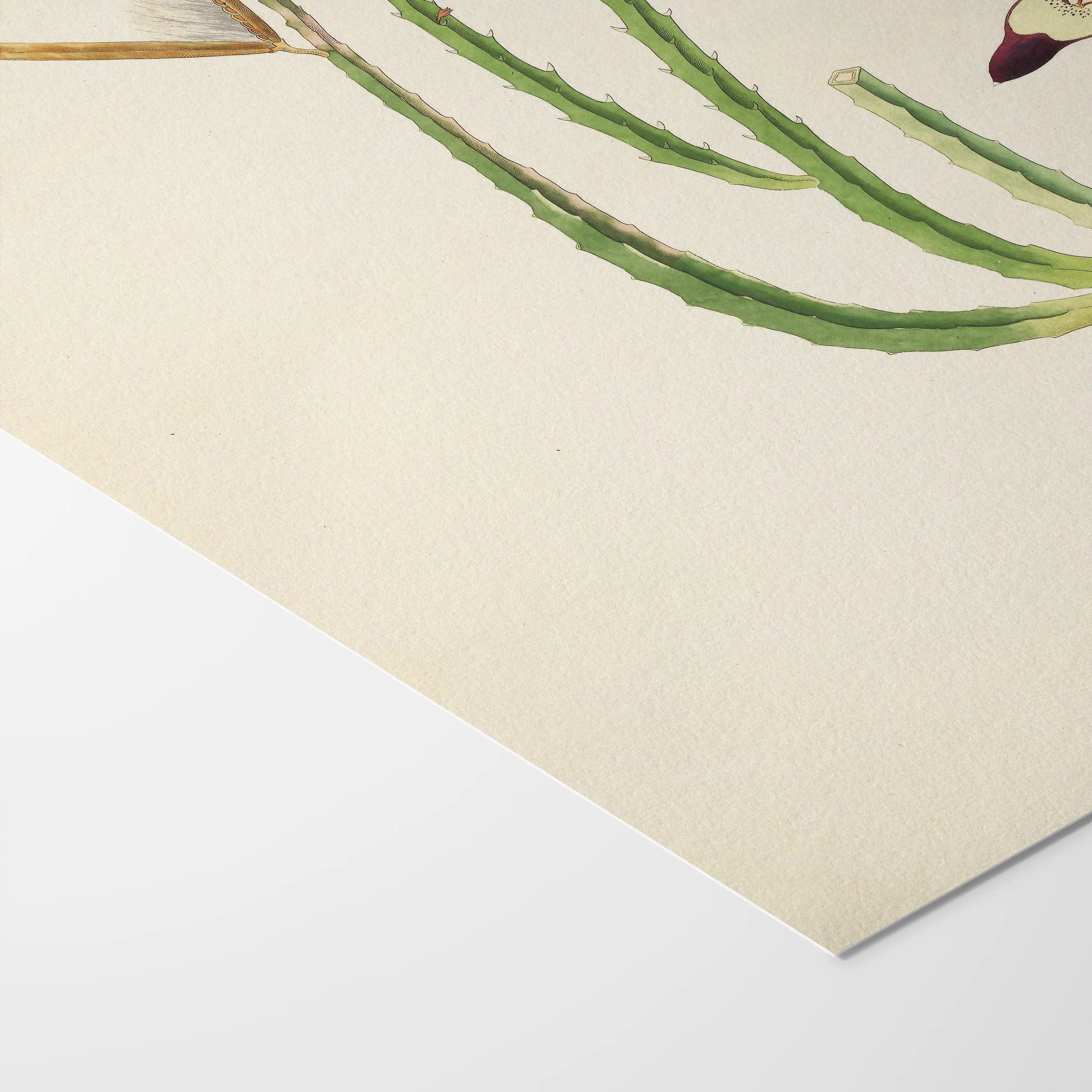 Plant Studies: Plate No. 18
