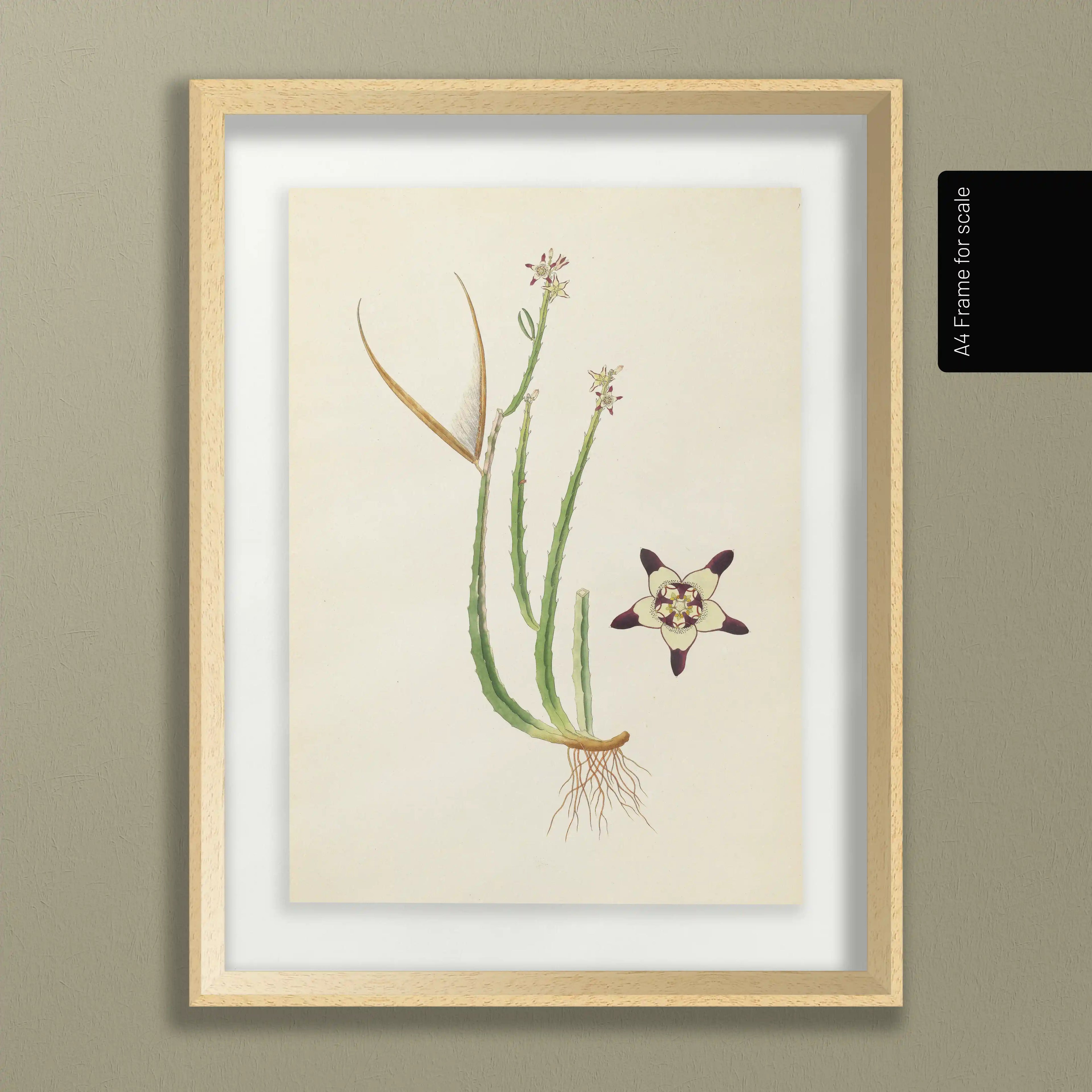 Plant Studies: Plate No. 18