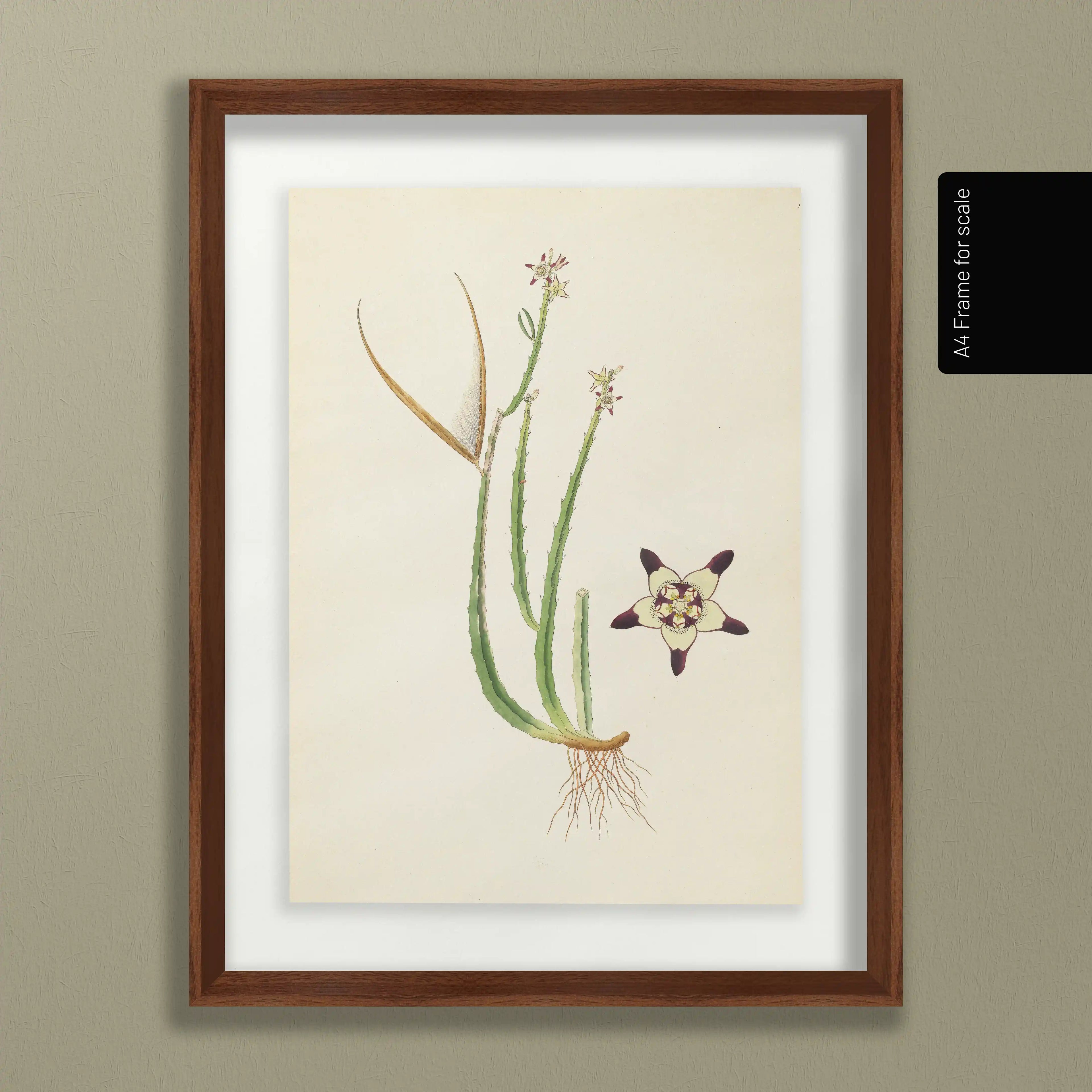 Plant Studies: Plate No. 18
