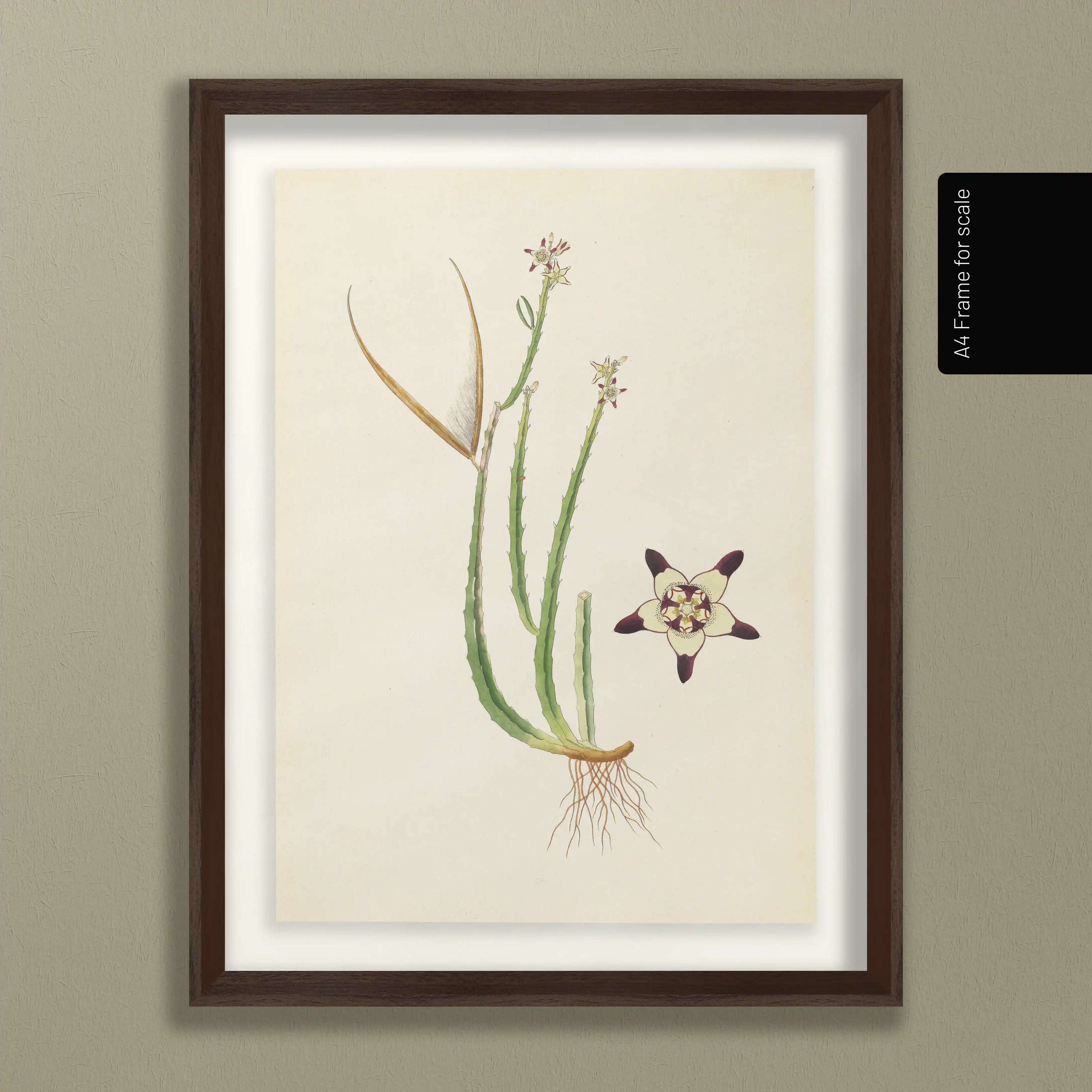 Plant Studies: Plate No. 18