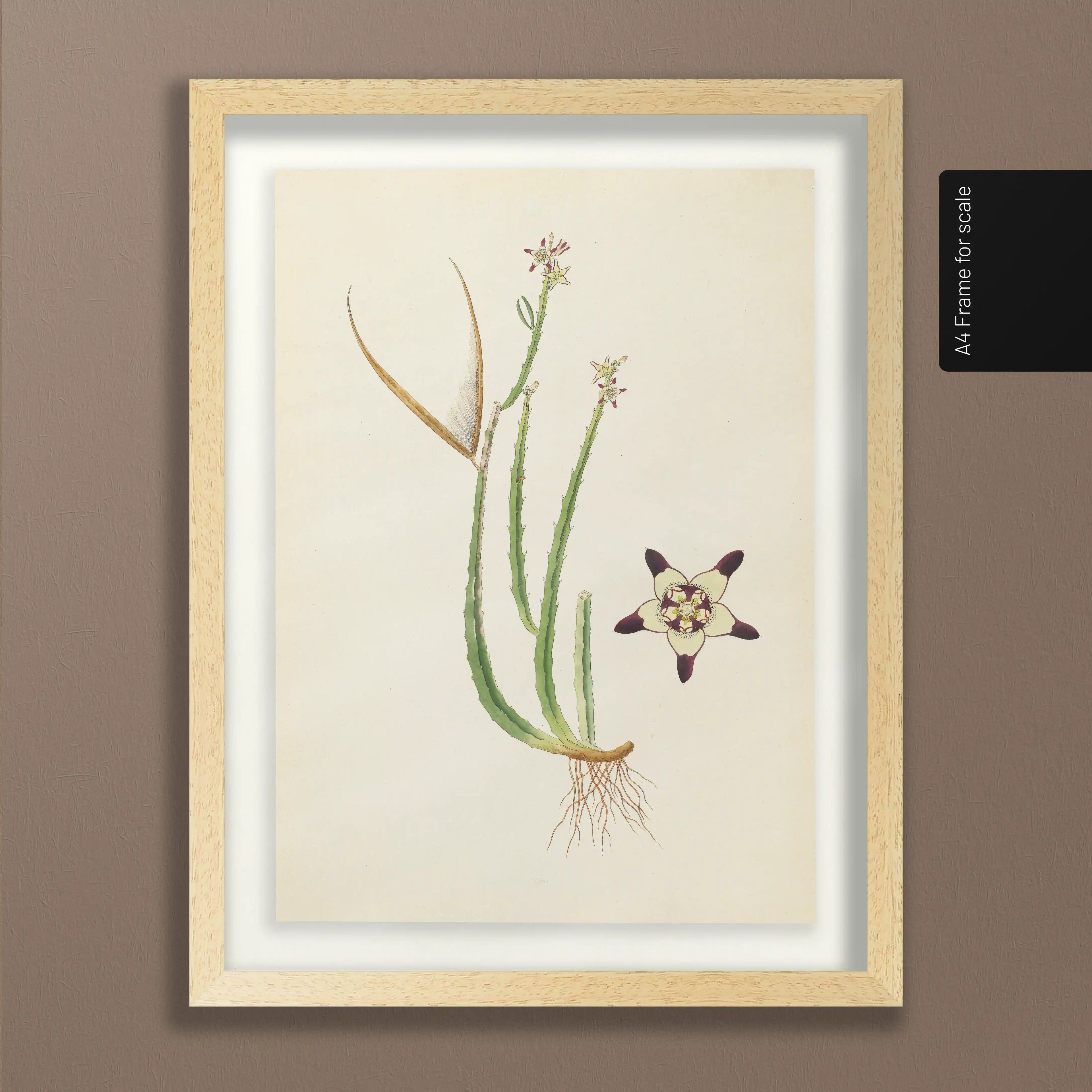 Plant Studies: Plate No. 18
