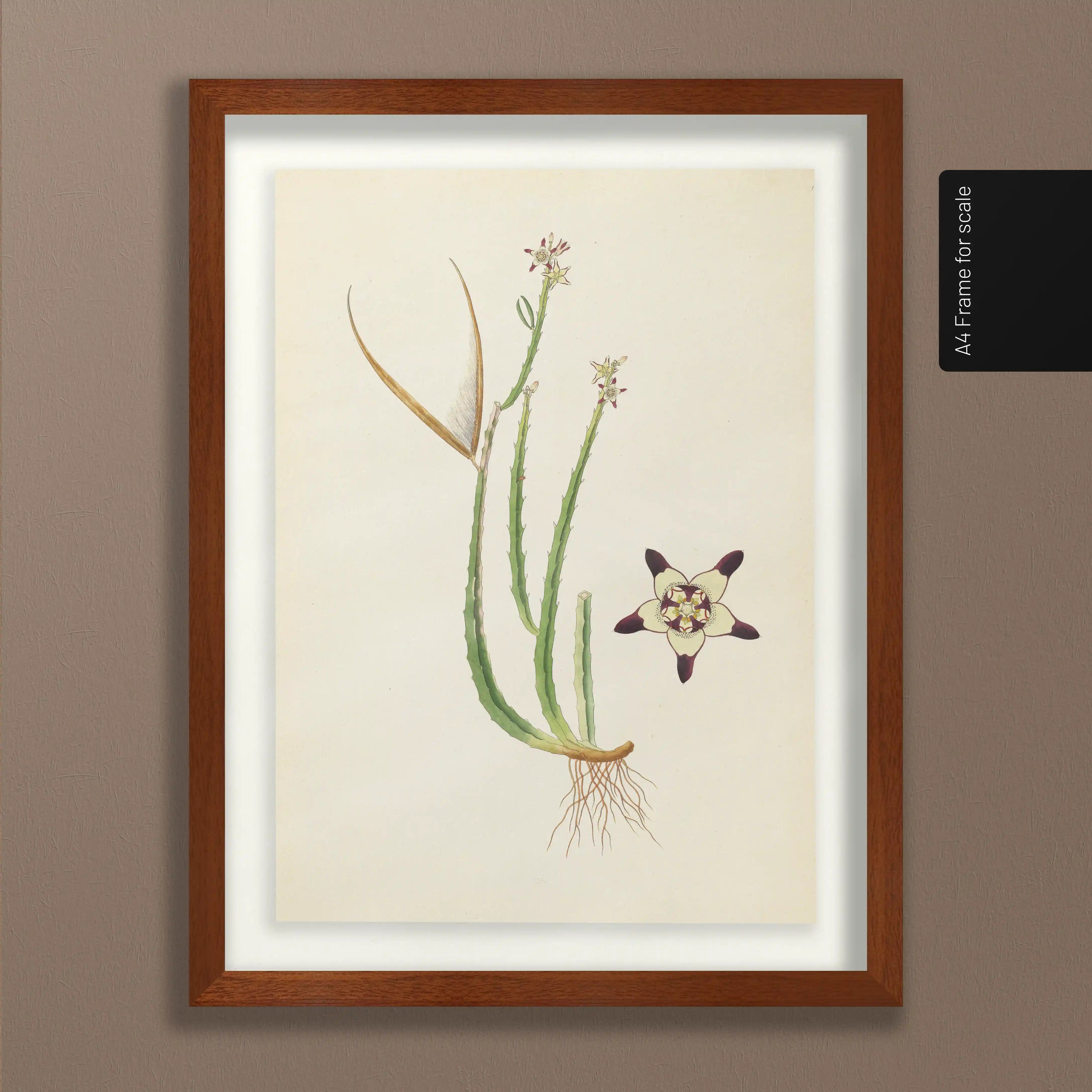 Plant Studies: Plate No. 18