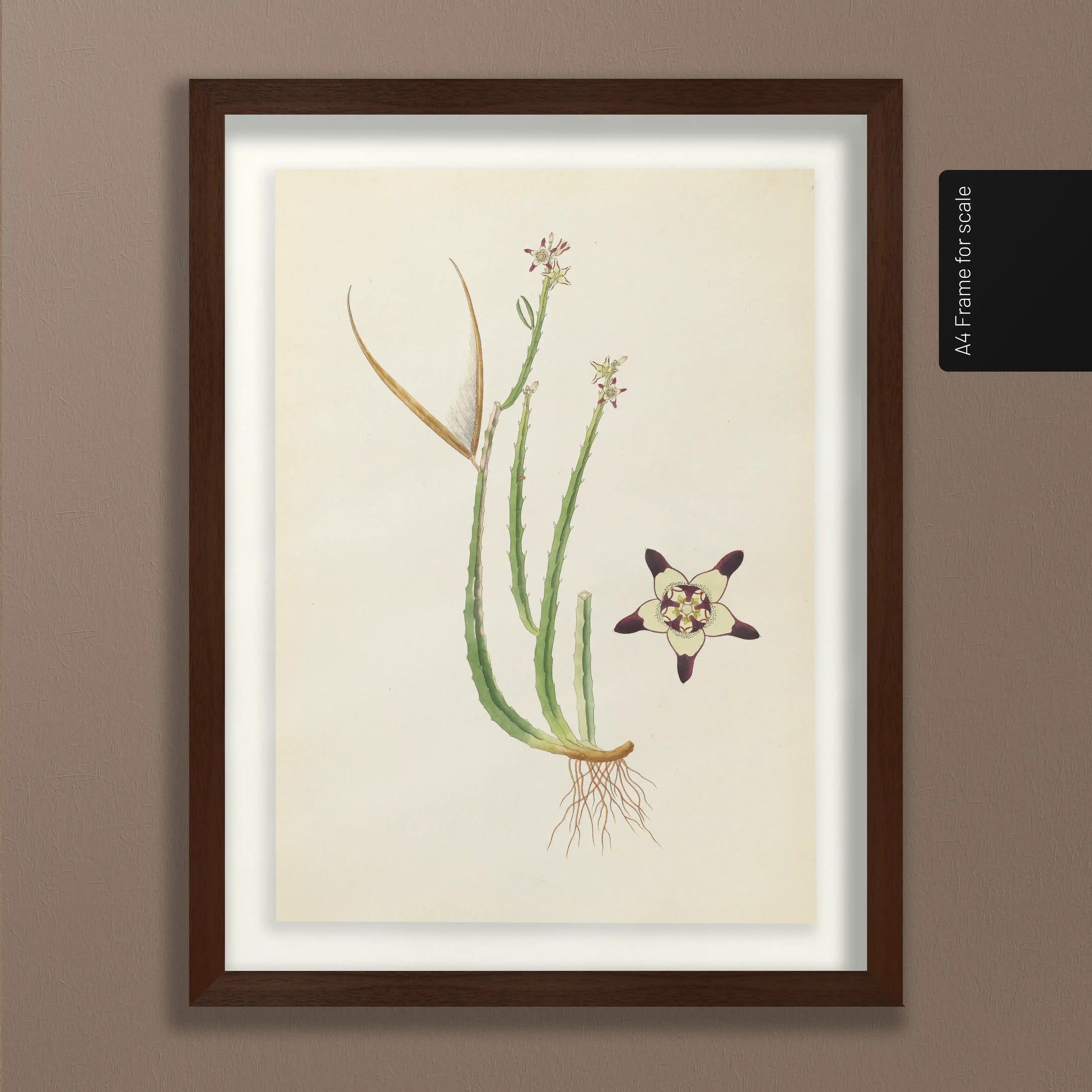 Plant Studies: Plate No. 18