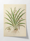 Plant Studies: Plate No. 19