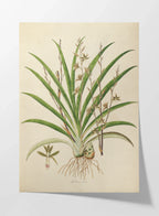 Plant Studies: Plate No. 19