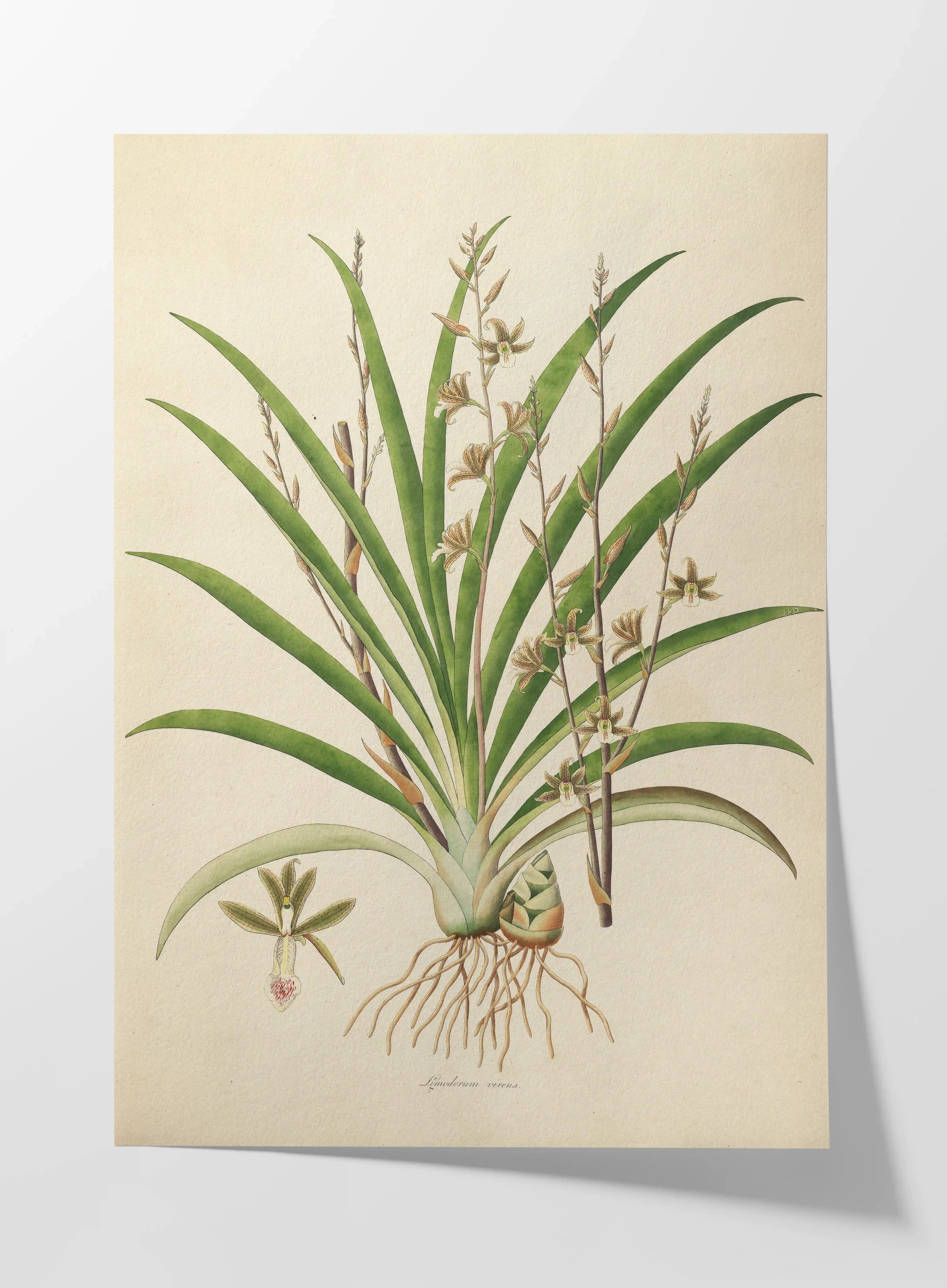 Plant Studies: Plate No. 19