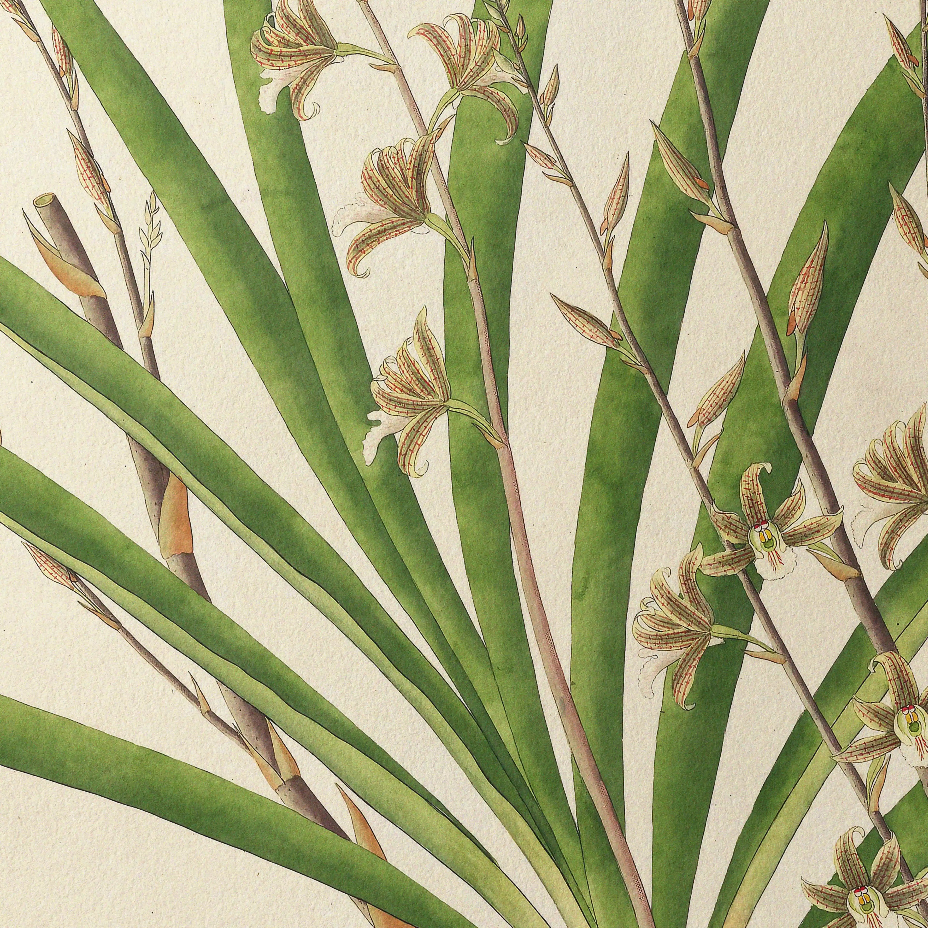 Plant Studies: Plate No. 19