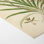 Plant Studies: Plate No. 19