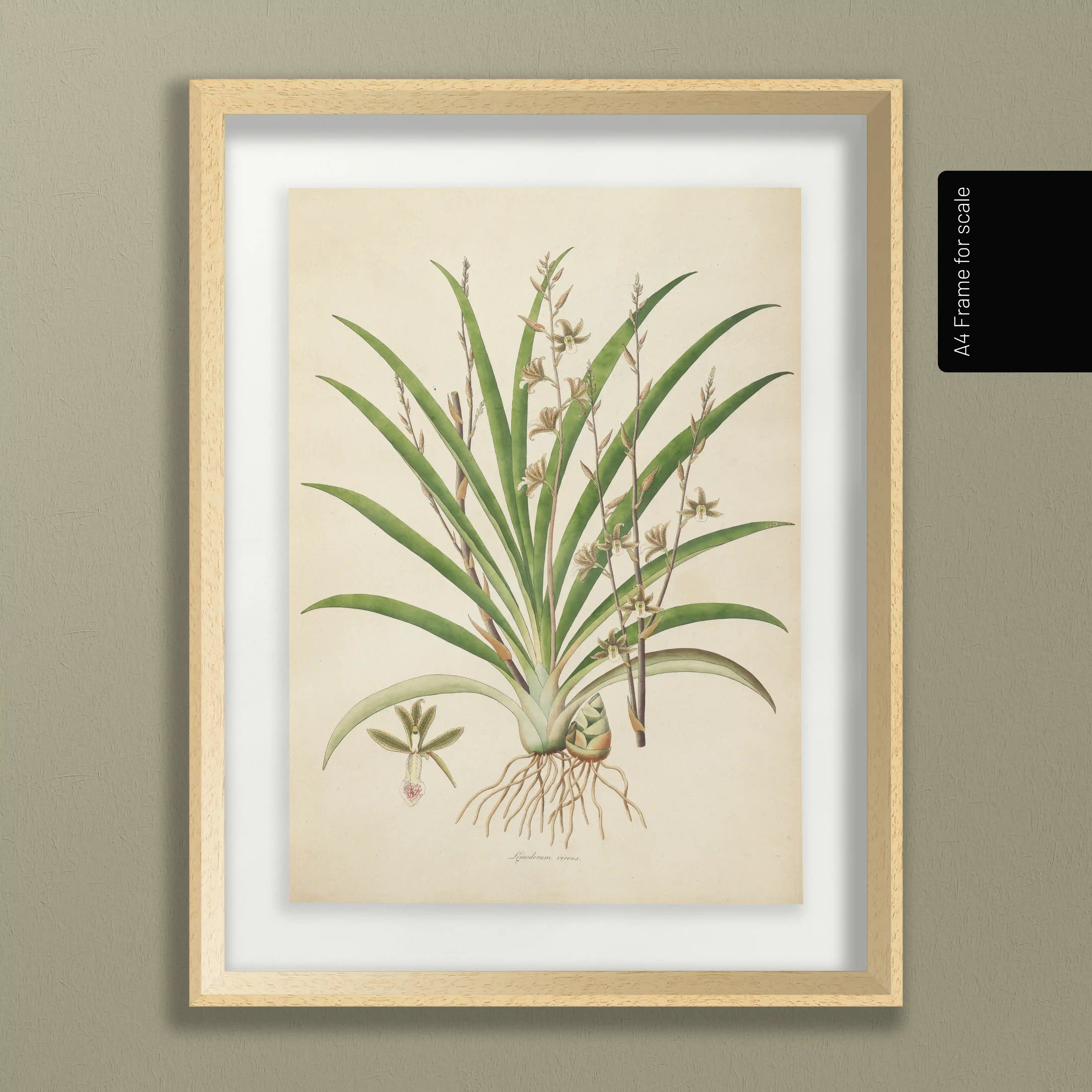 Plant Studies: Plate No. 19