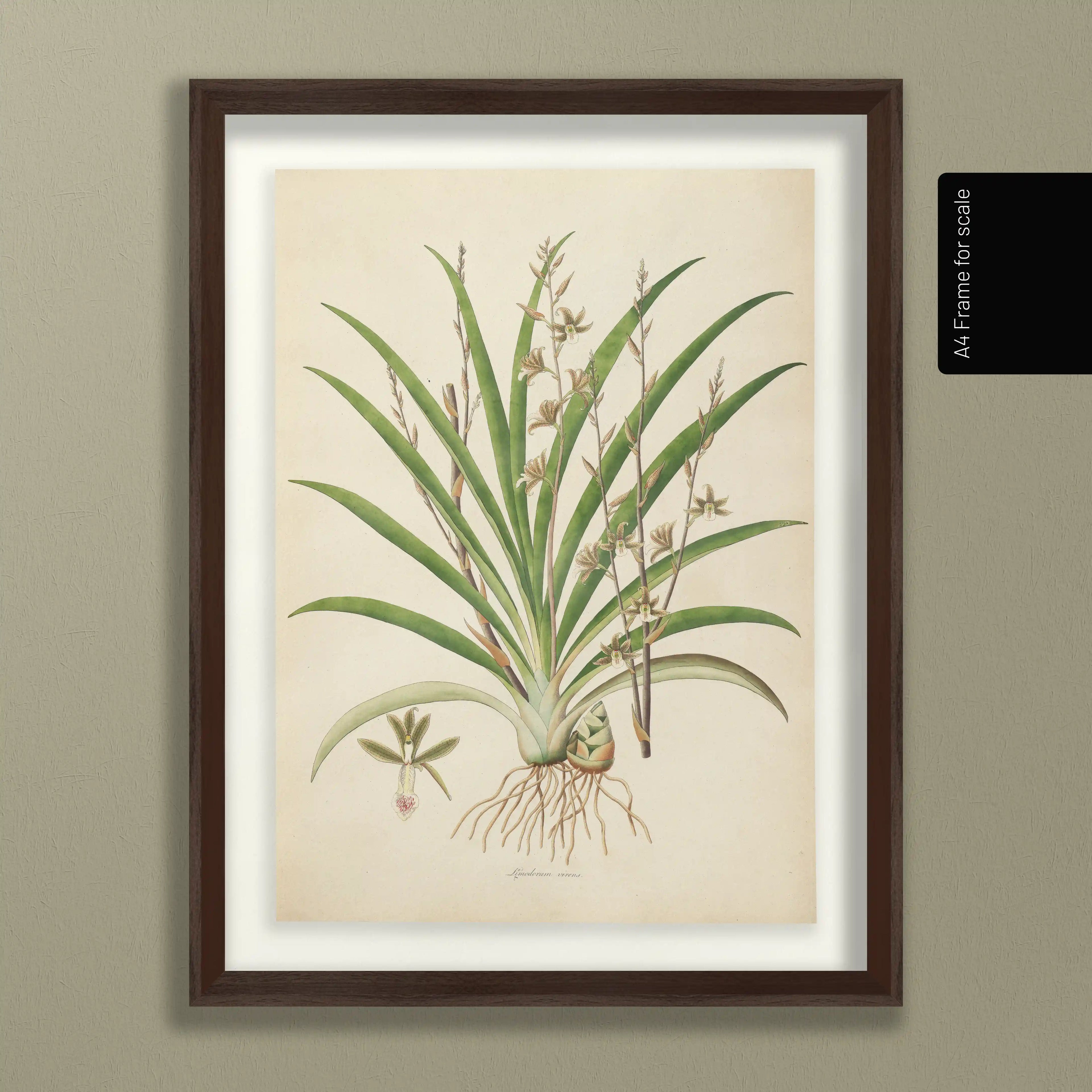 Plant Studies: Plate No. 19