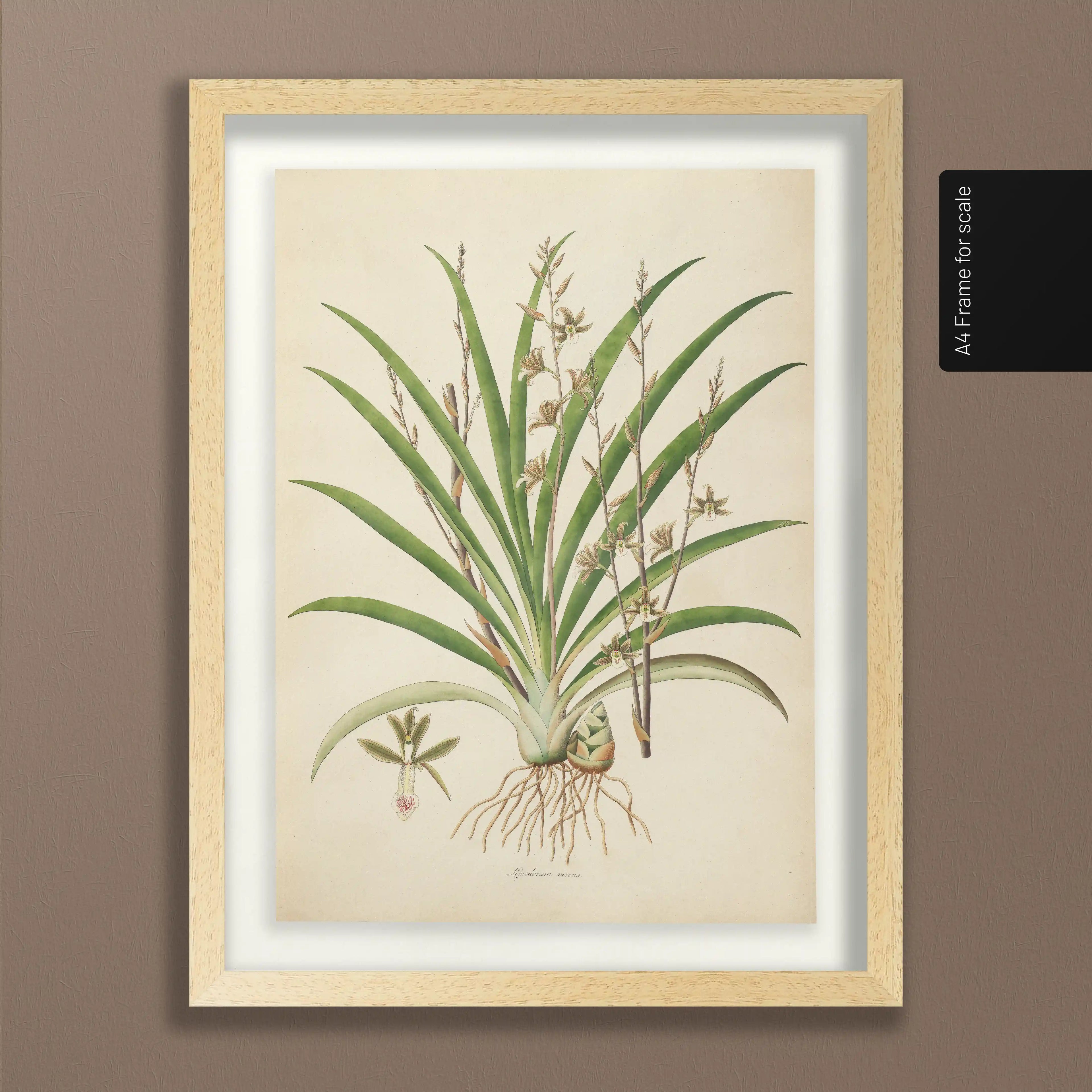 Plant Studies: Plate No. 19