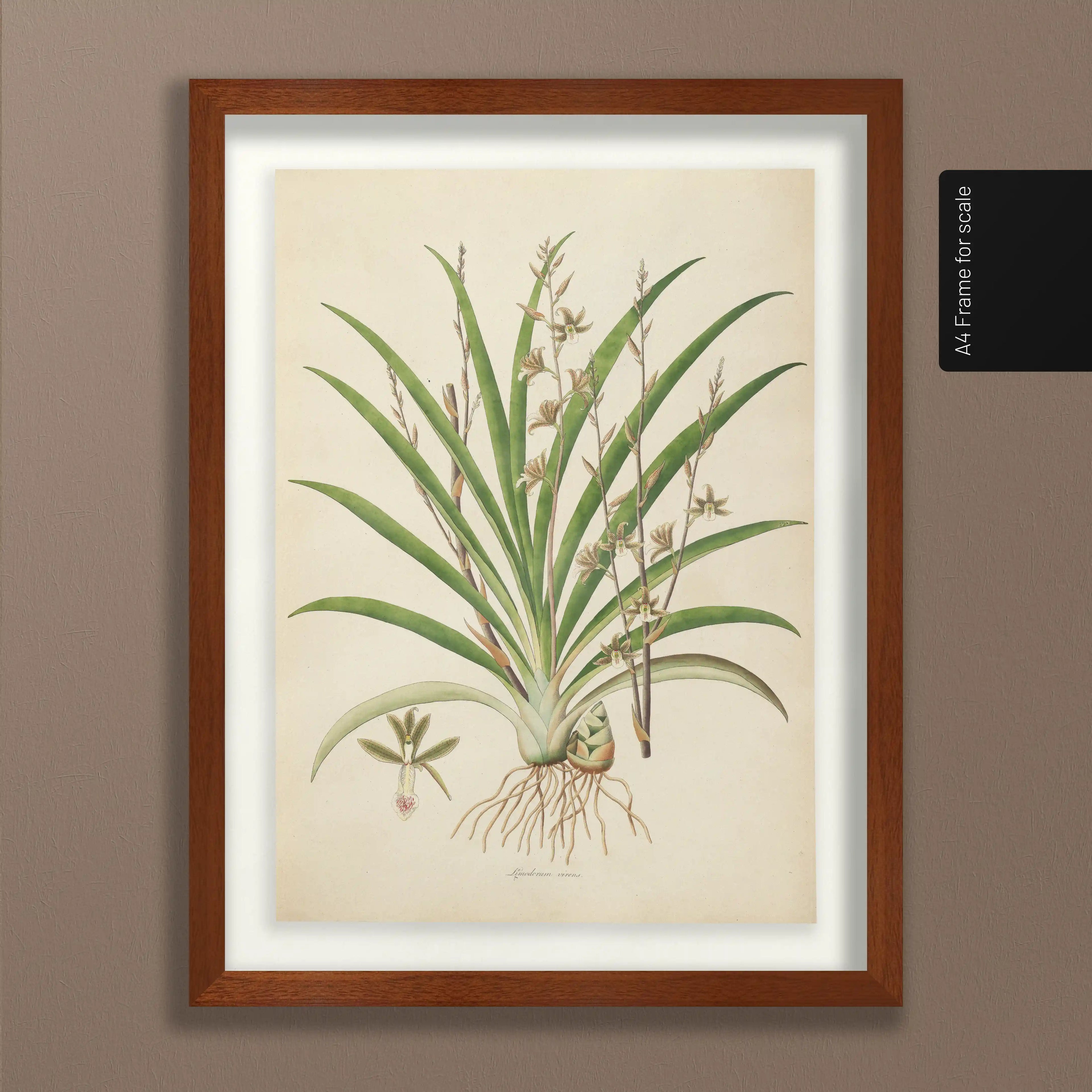 Plant Studies: Plate No. 19