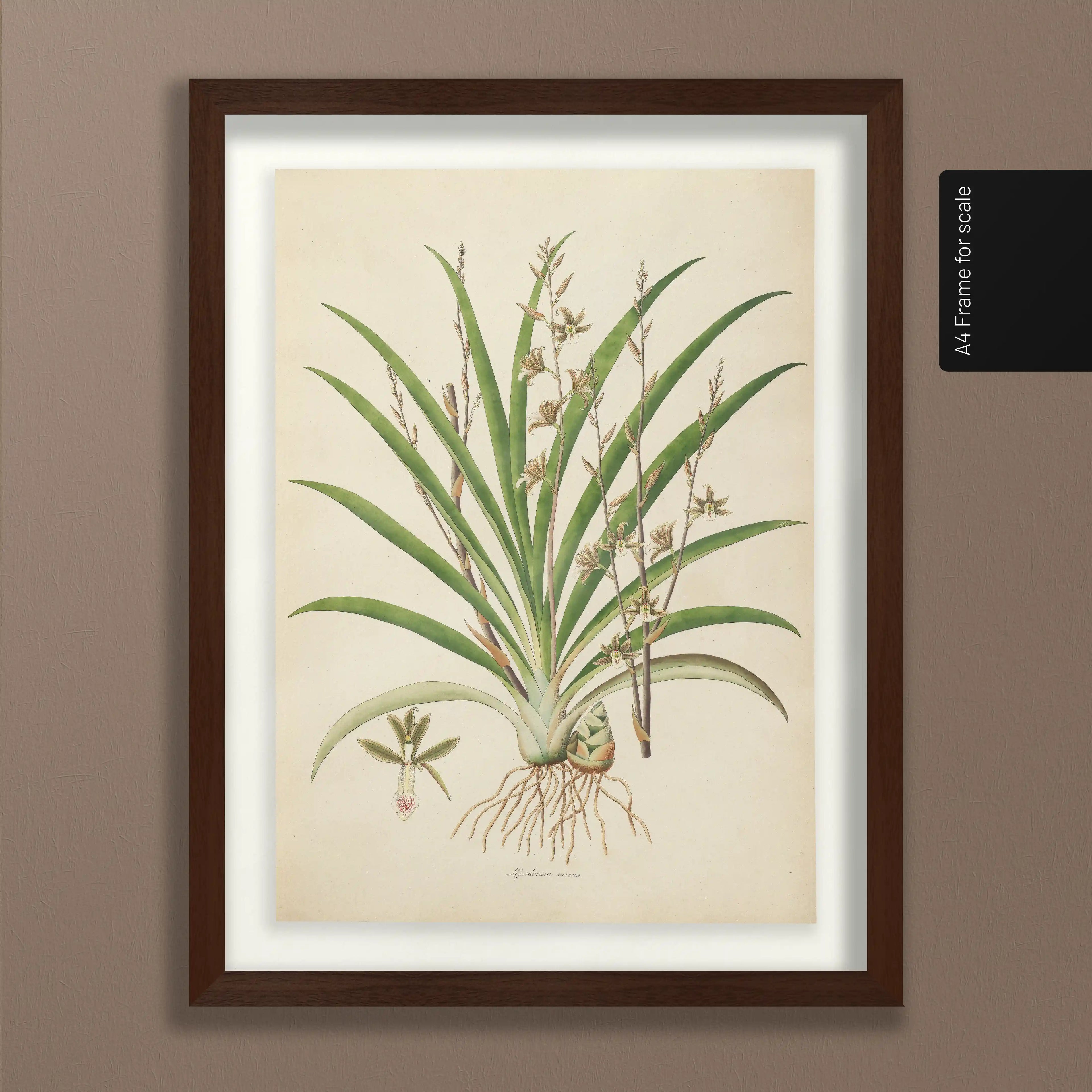 Plant Studies: Plate No. 19