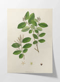 Plant Studies: Plate No. 20