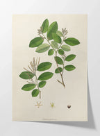 Plant Studies: Plate No. 20