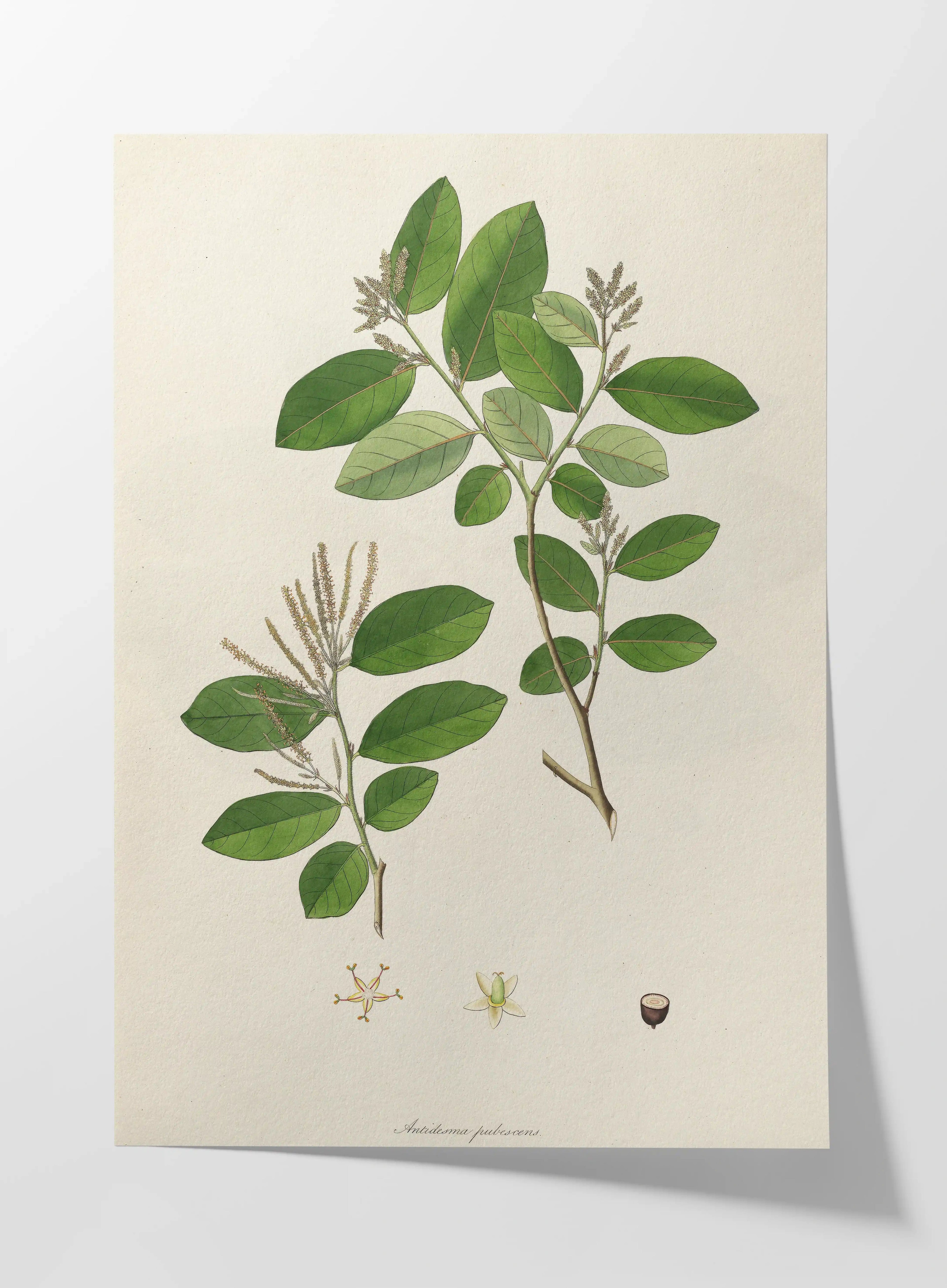 Plant Studies: Plate No. 20