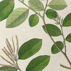 Plant Studies: Plate No. 20