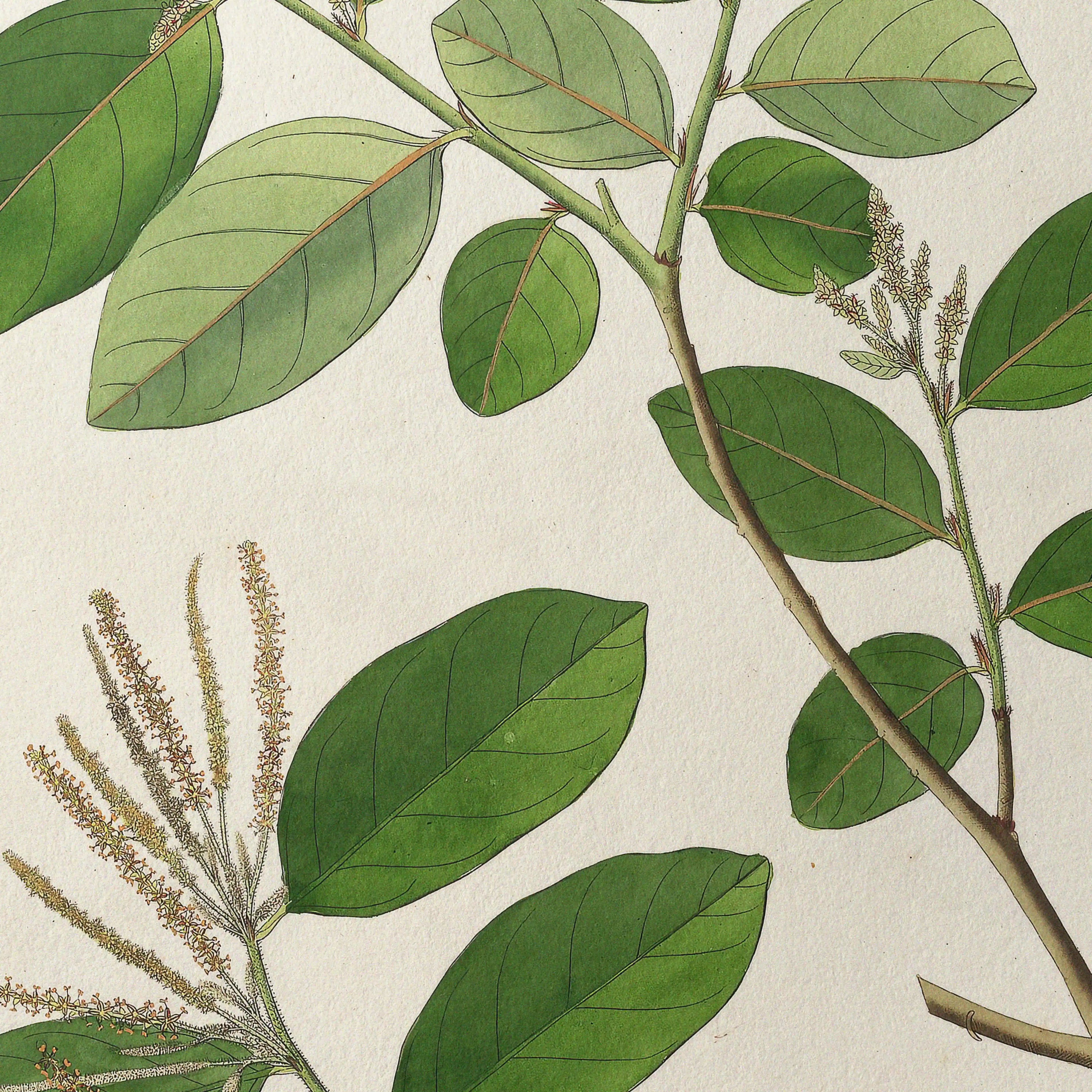 Plant Studies: Plate No. 20