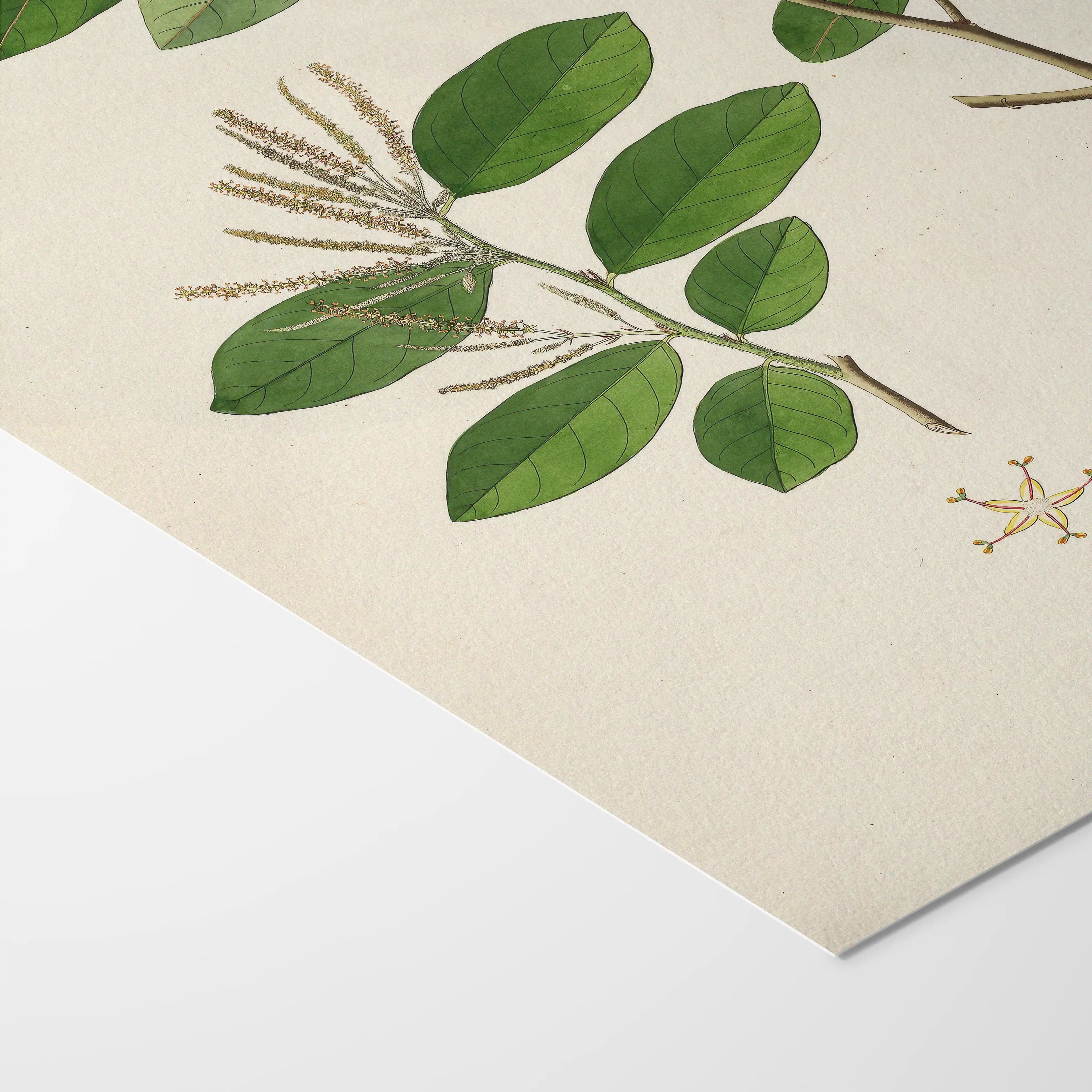 Plant Studies: Plate No. 20