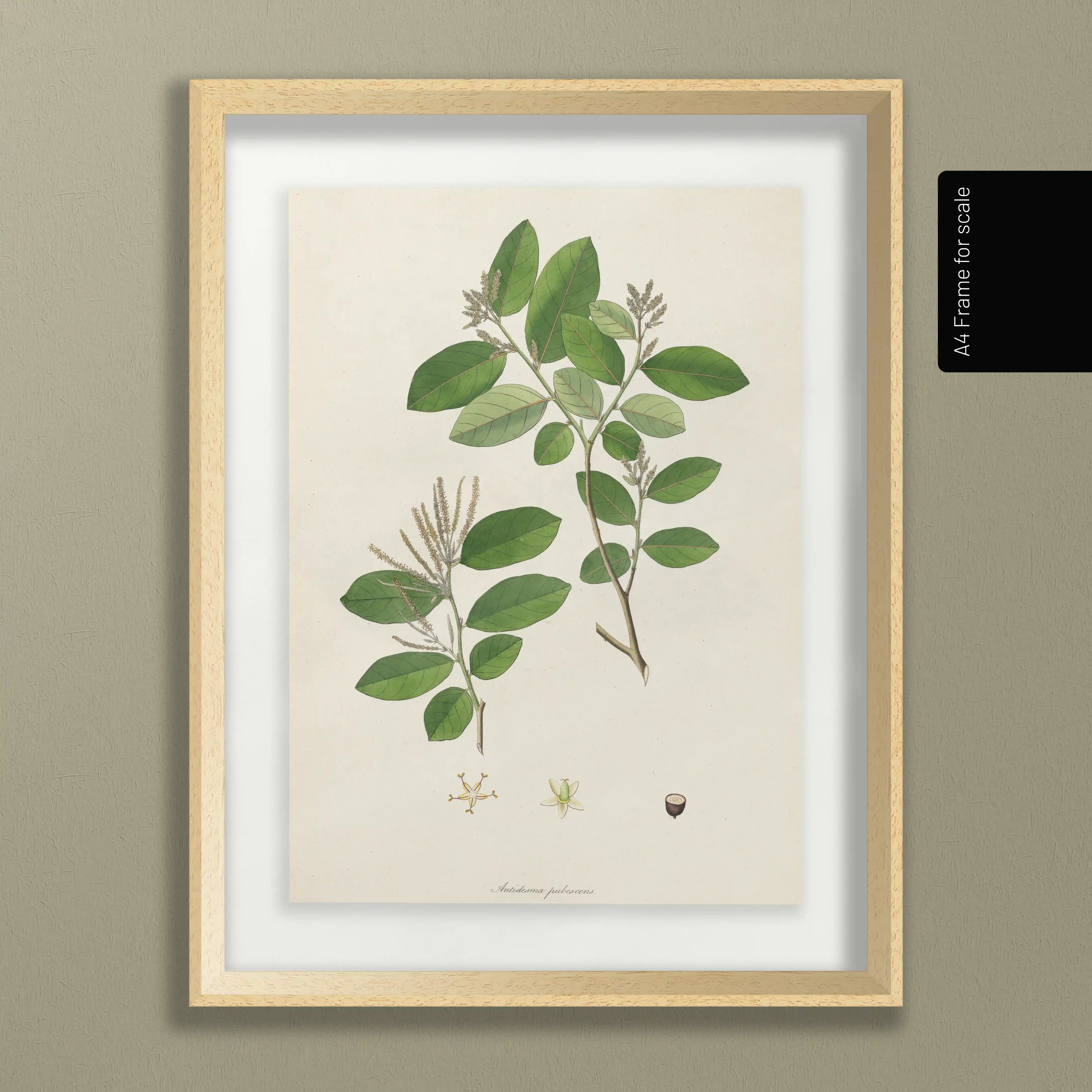 Plant Studies: Plate No. 20