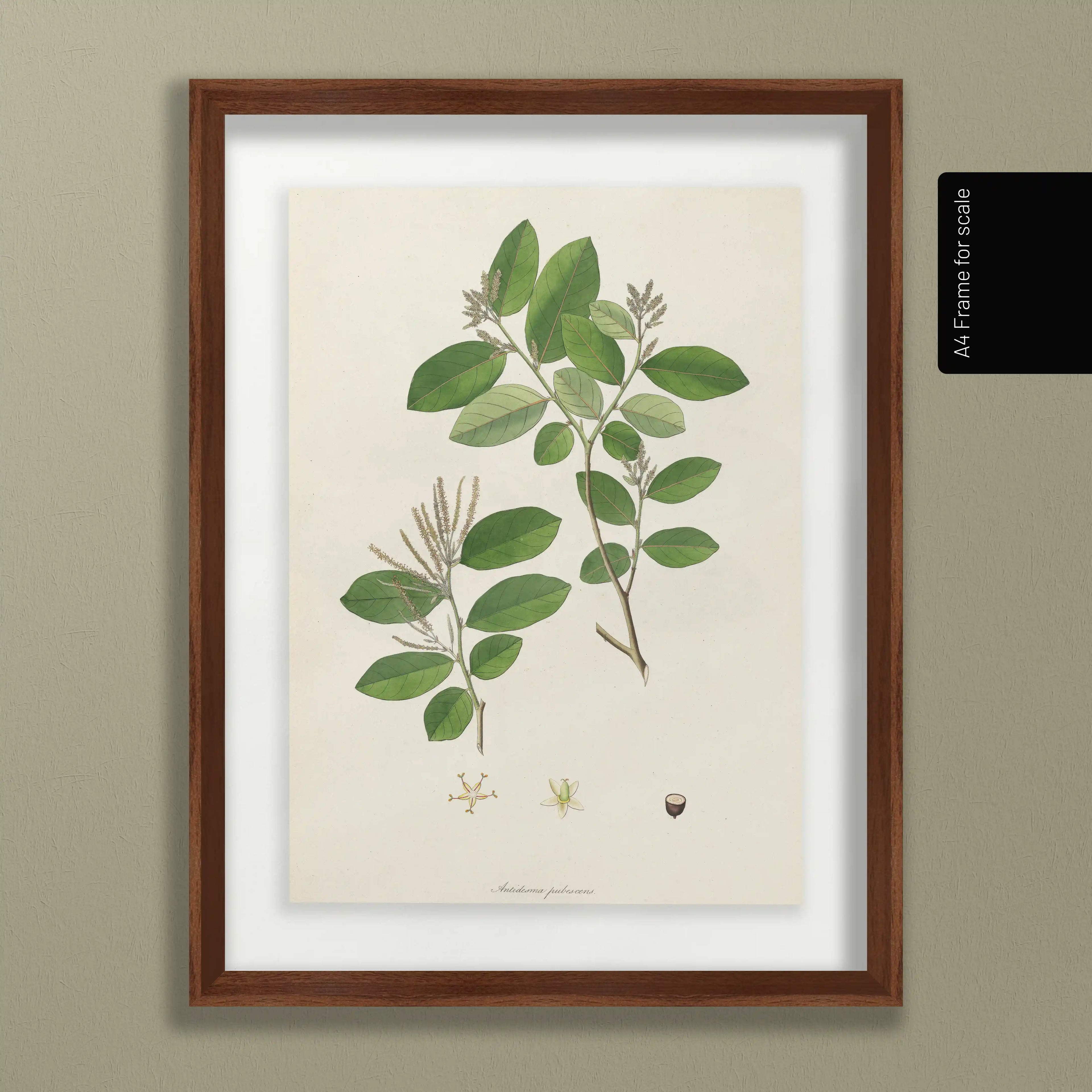 Plant Studies: Plate No. 20