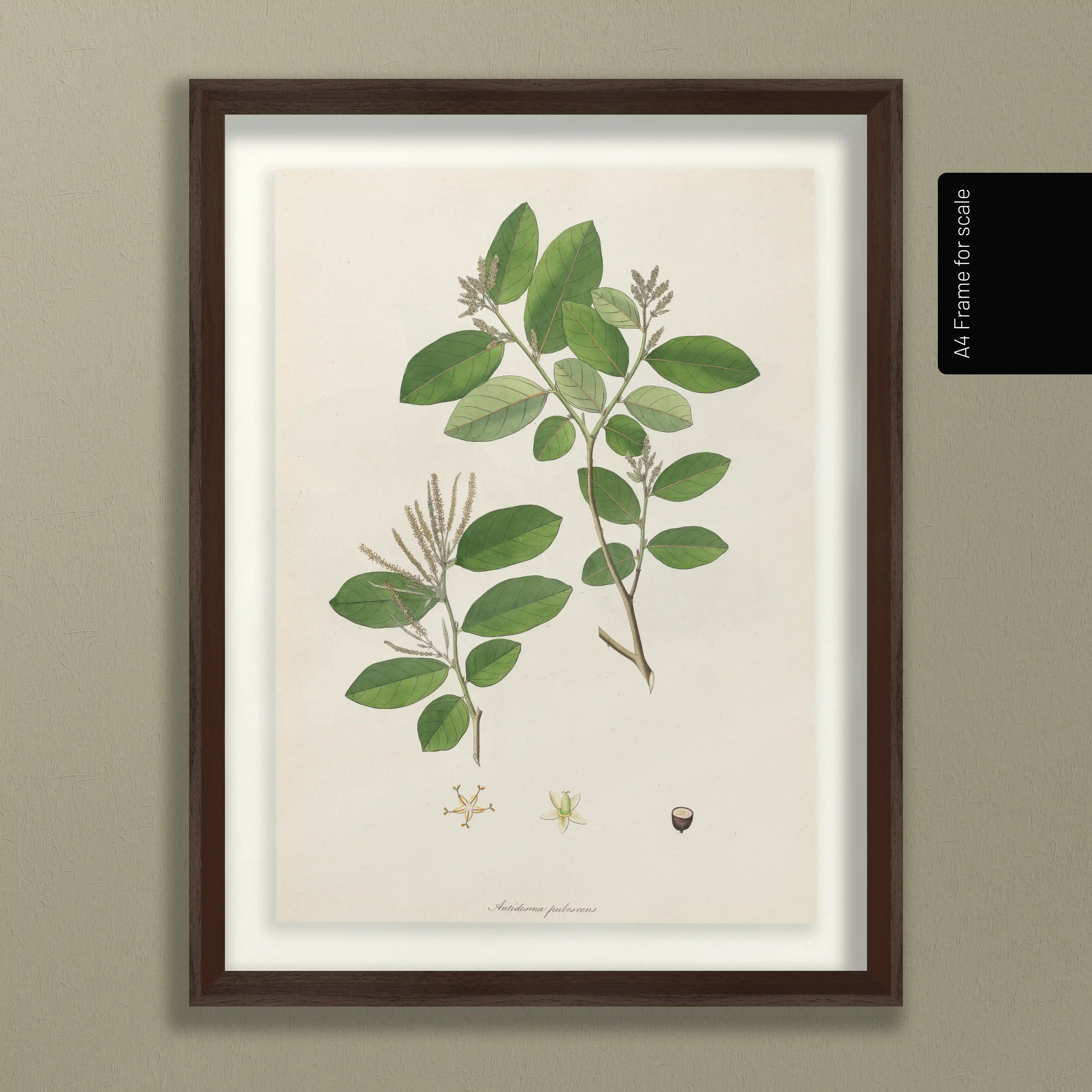 Plant Studies: Plate No. 20