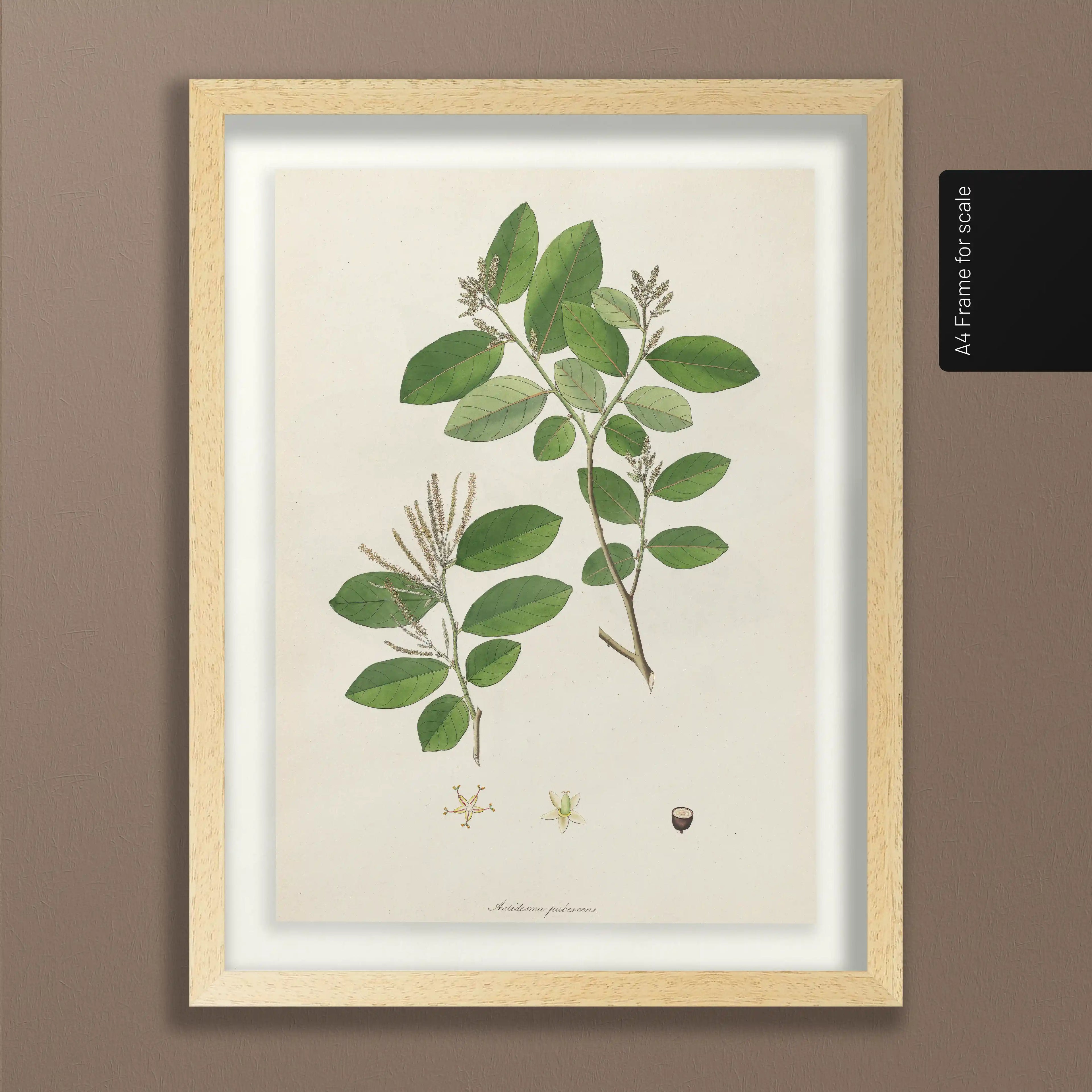 Plant Studies: Plate No. 20