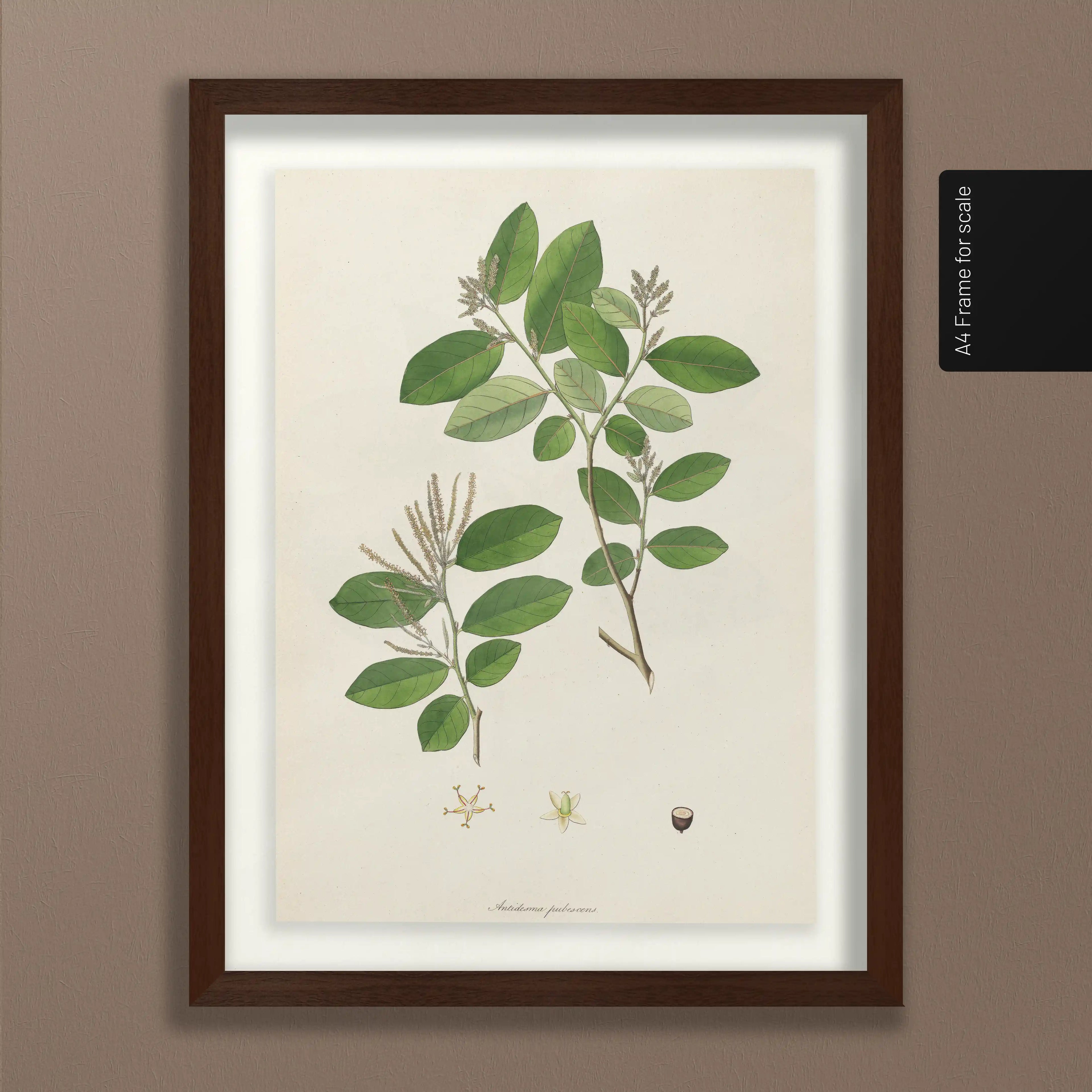 Plant Studies: Plate No. 20