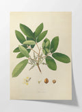 Plant Studies: Plate No. 21