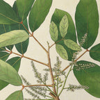 Plant Studies: Plate No. 21