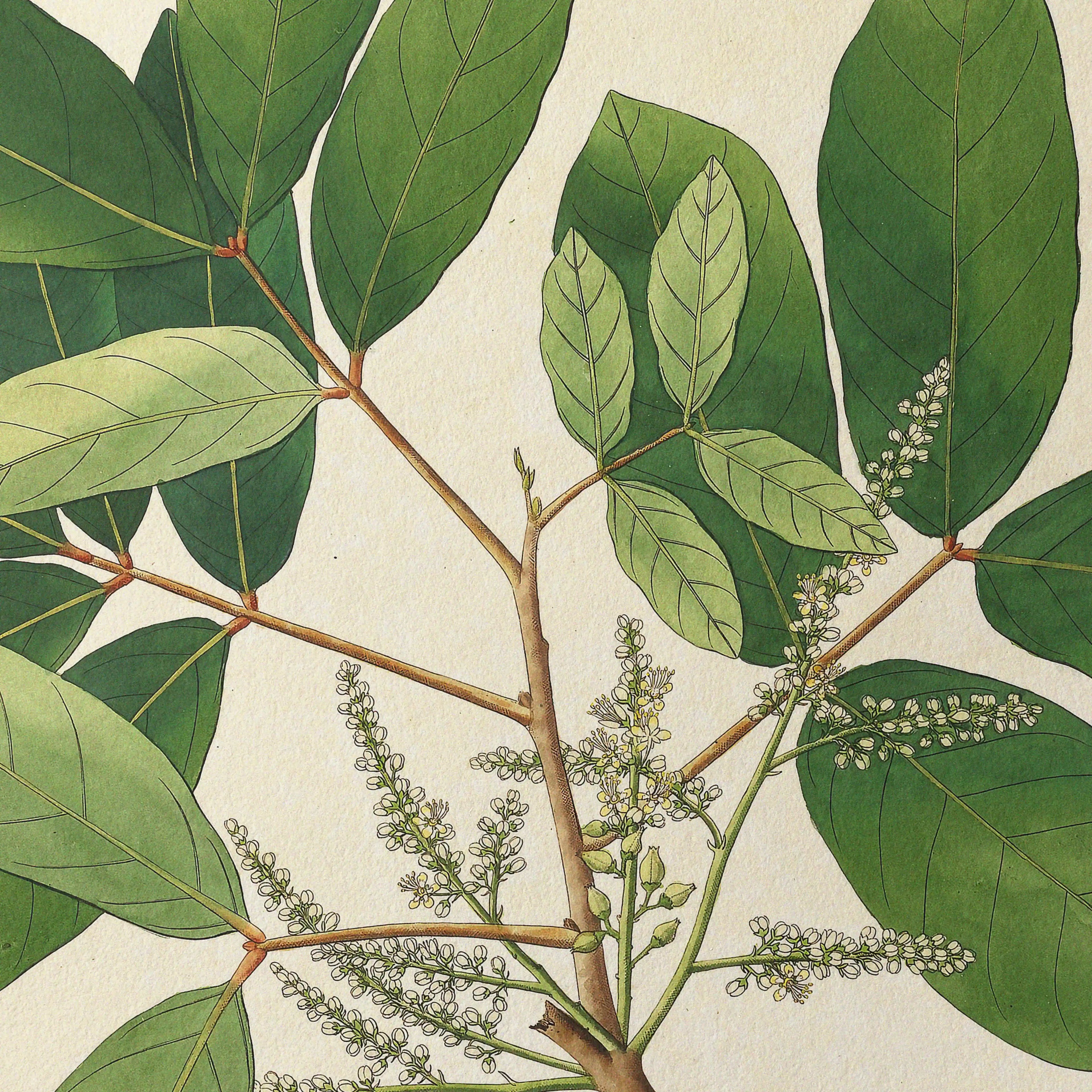 Plant Studies: Plate No. 21