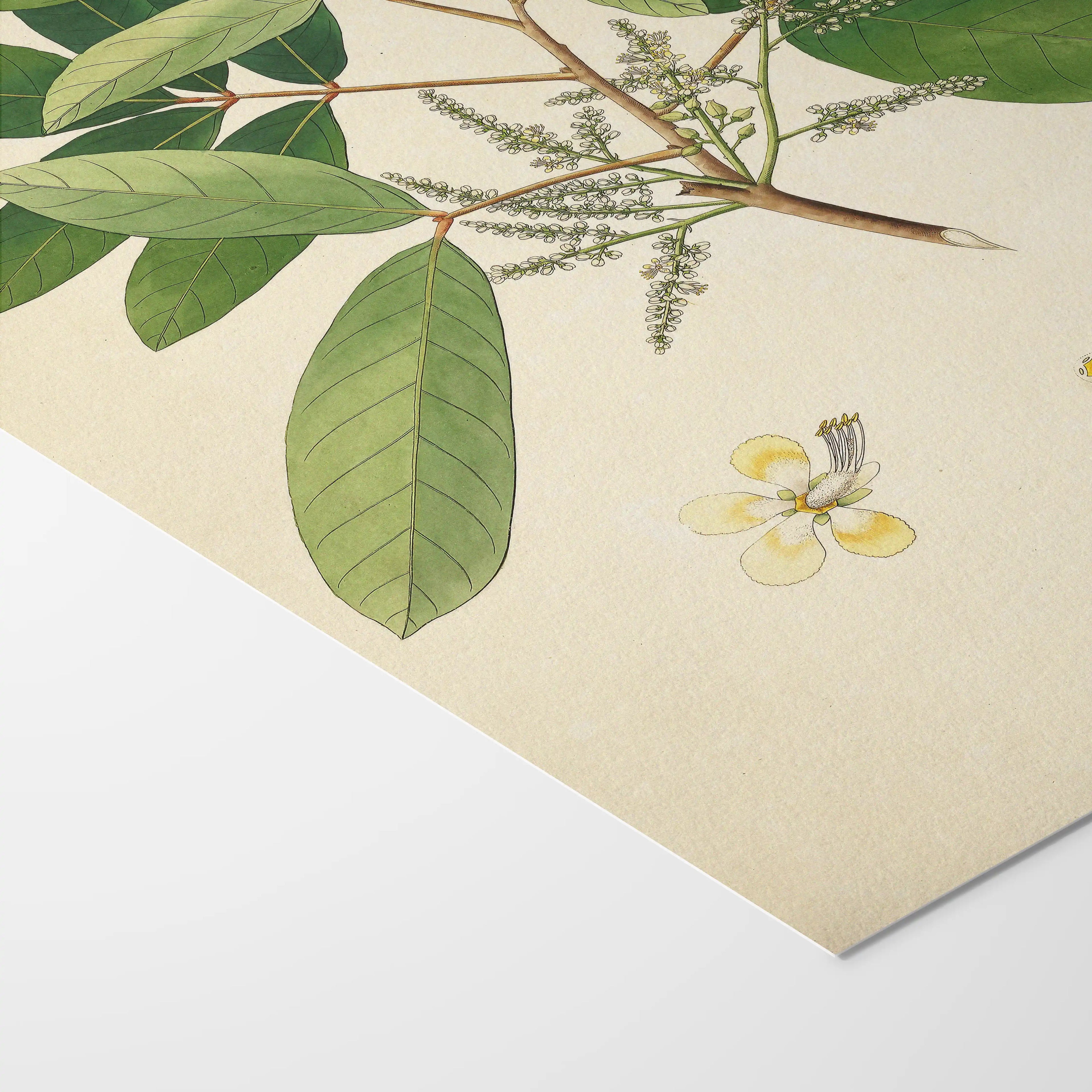 Plant Studies: Plate No. 21