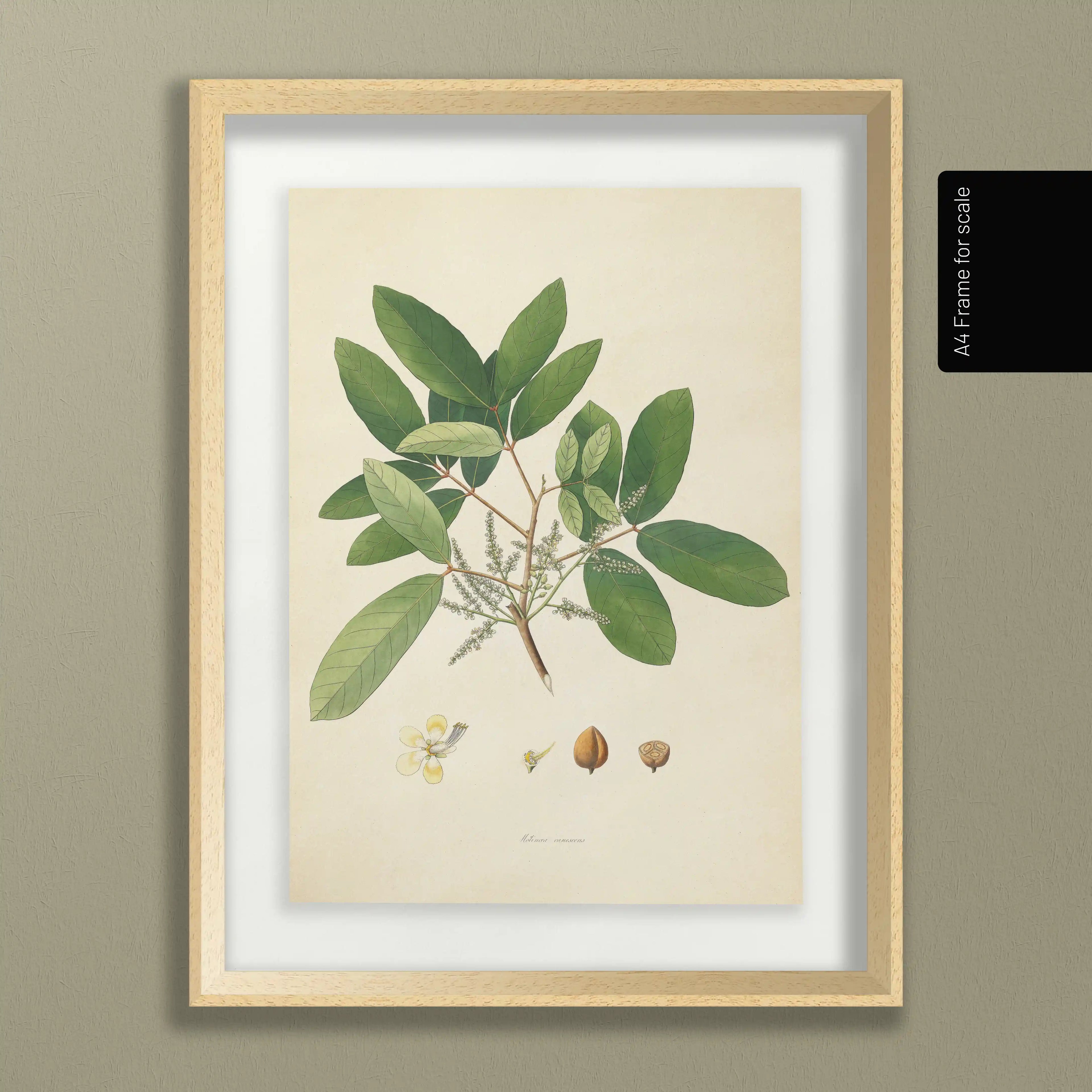 Plant Studies: Plate No. 21