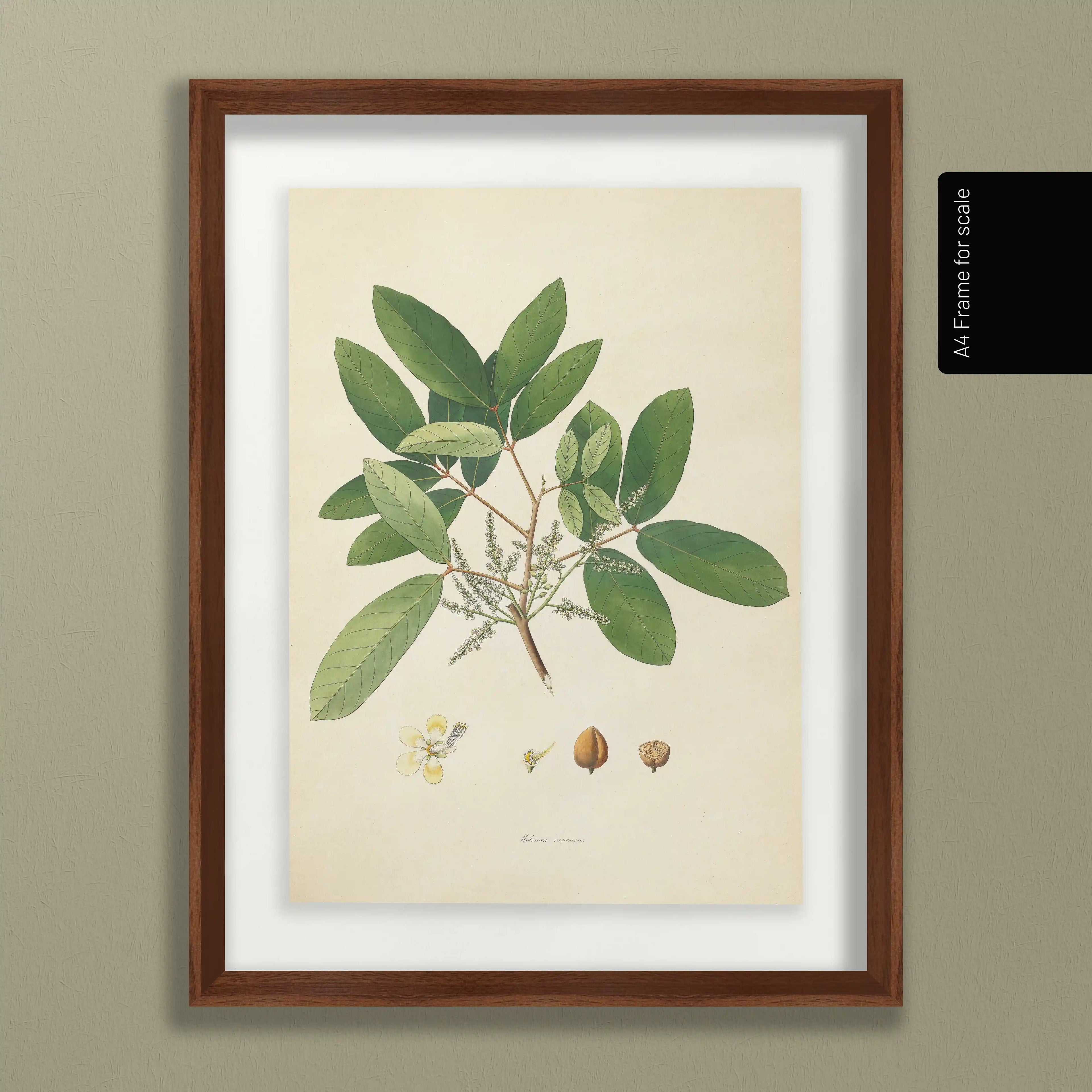 Plant Studies: Plate No. 21