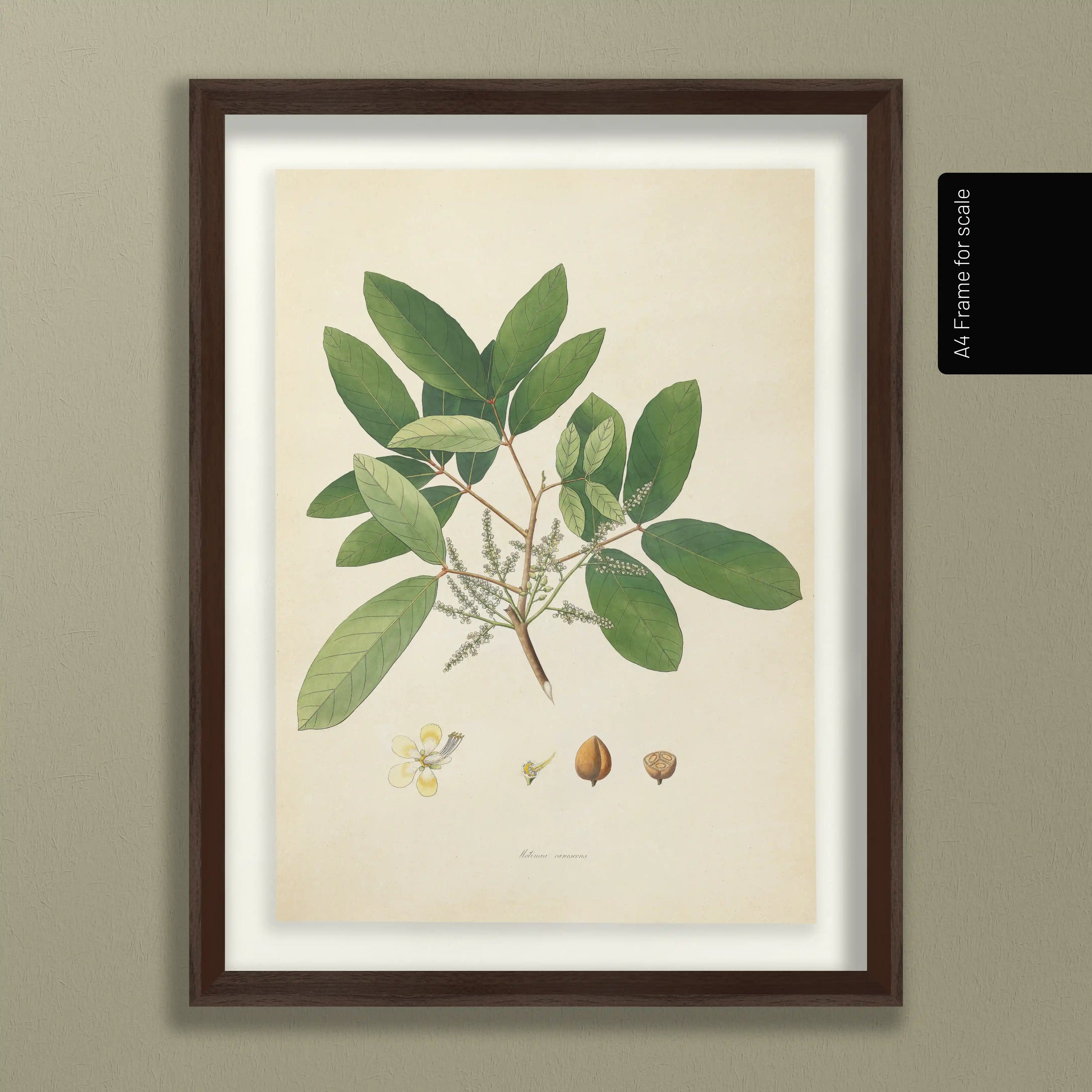 Plant Studies: Plate No. 21