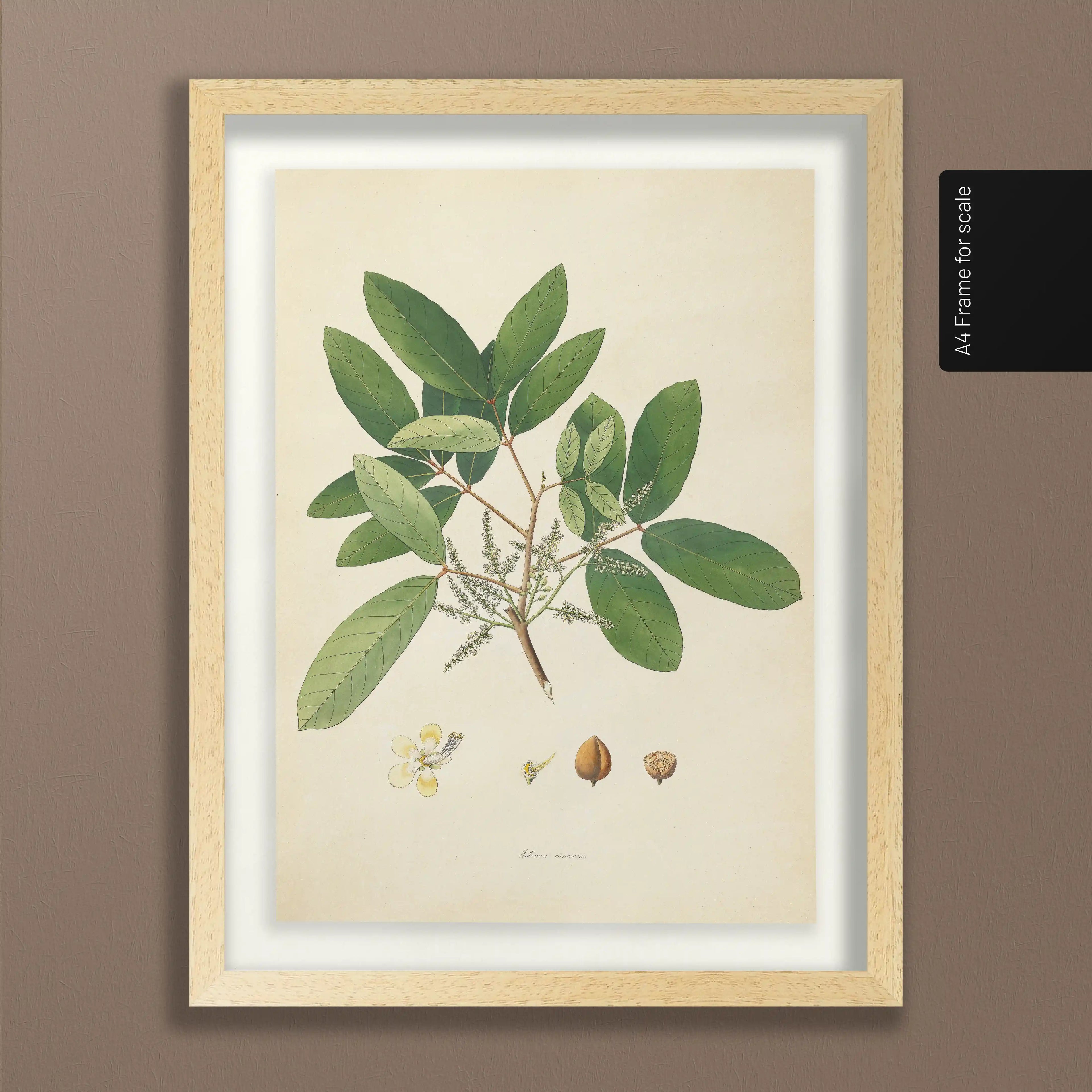 Plant Studies: Plate No. 21