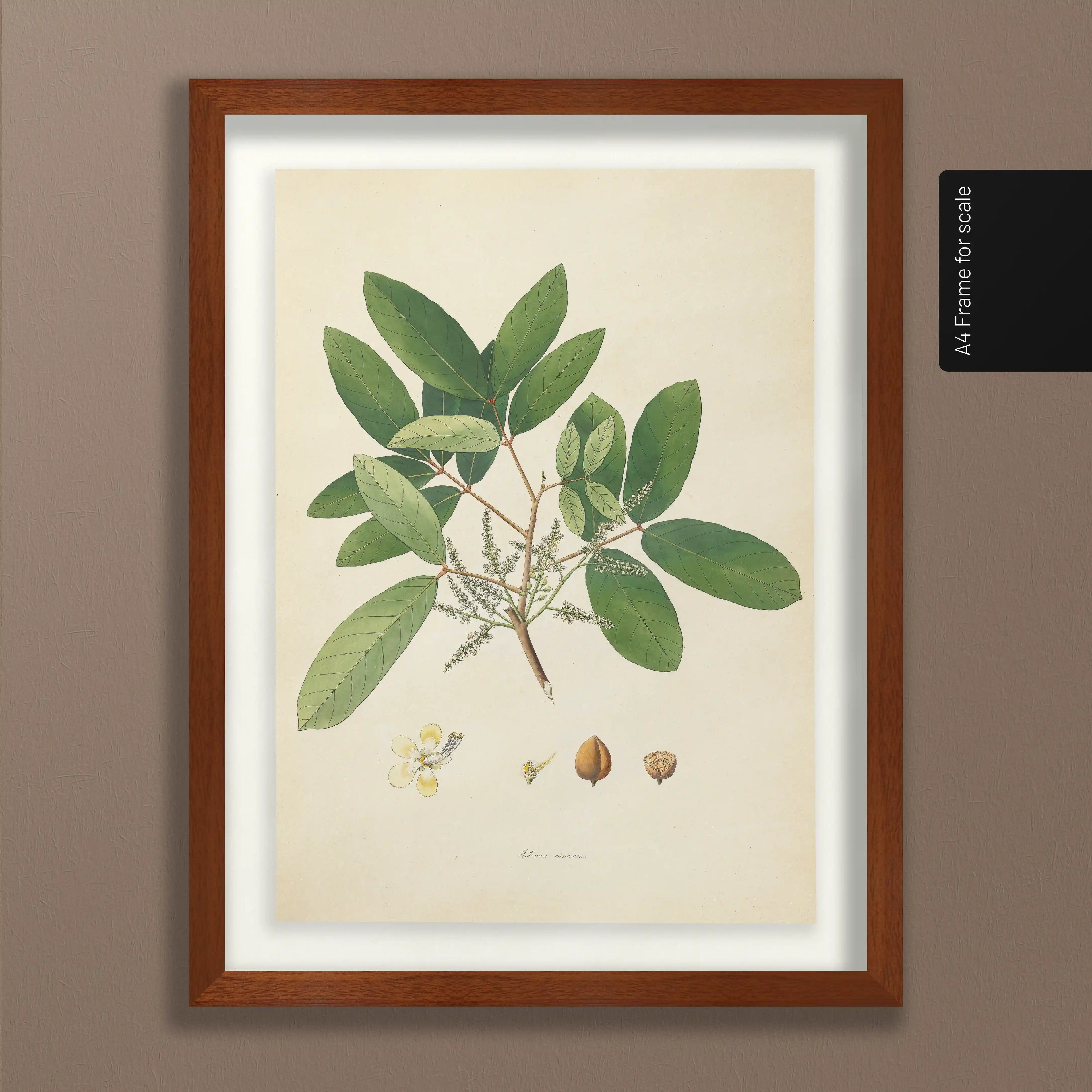Plant Studies: Plate No. 21