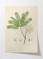 Plant Studies: Plate No. 22